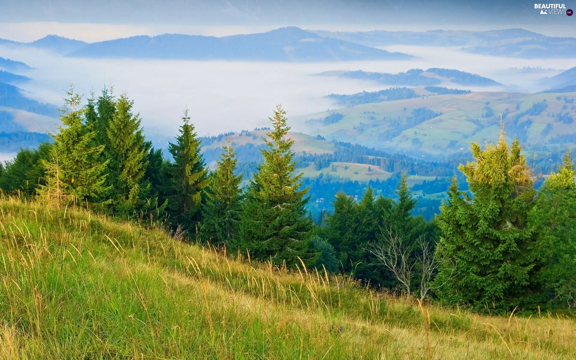 Mountains, Fog, panorama, woods