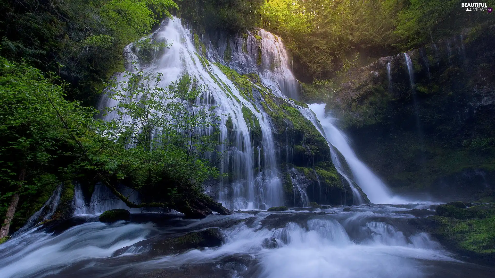 trees, Washington State, rocks, forest, The United States, viewes, Panther Creek Falls