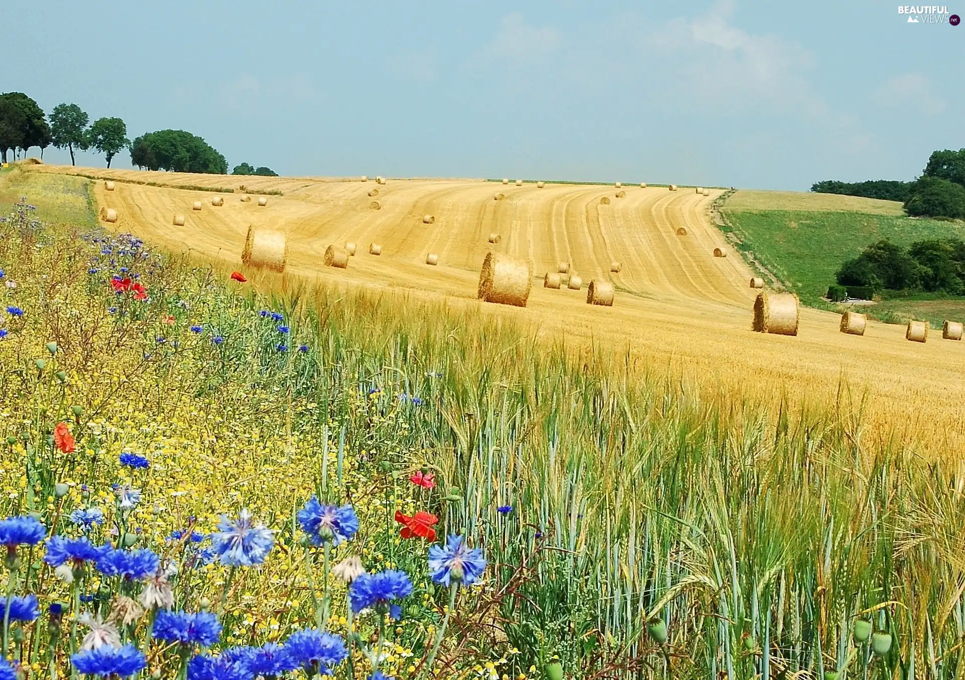 papavers, cornflowers, Meadow, corn, Field