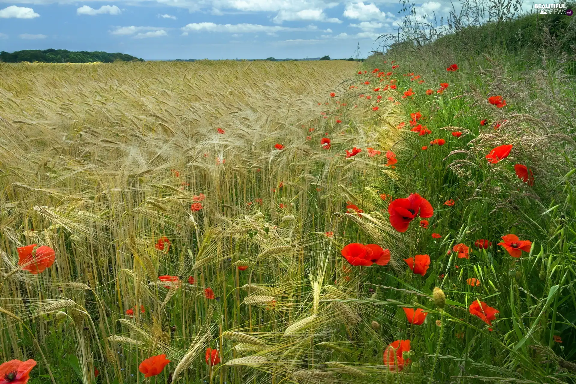 Field, grass, papavers, corn