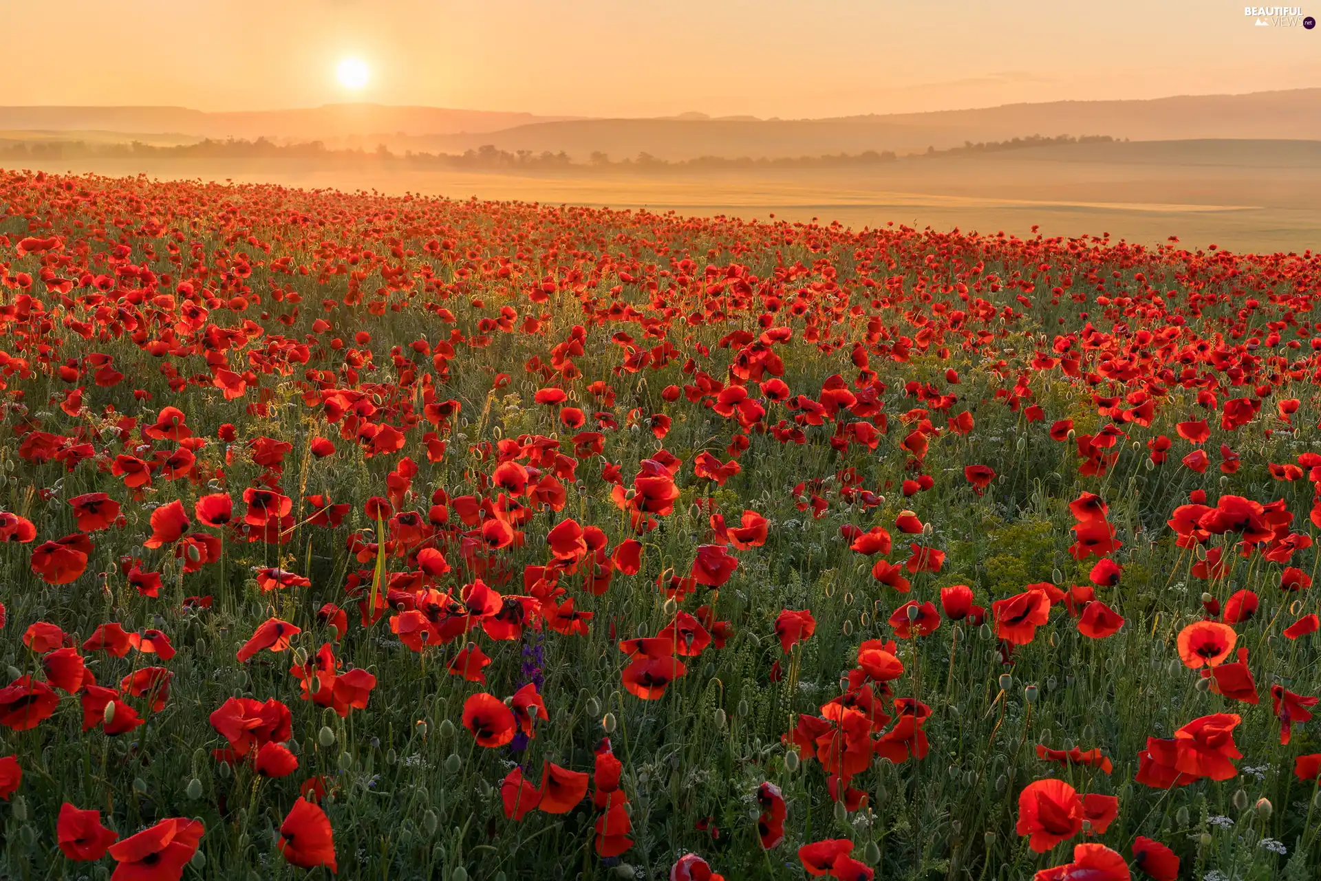 Field, papavers, Great Sunsets, Meadow