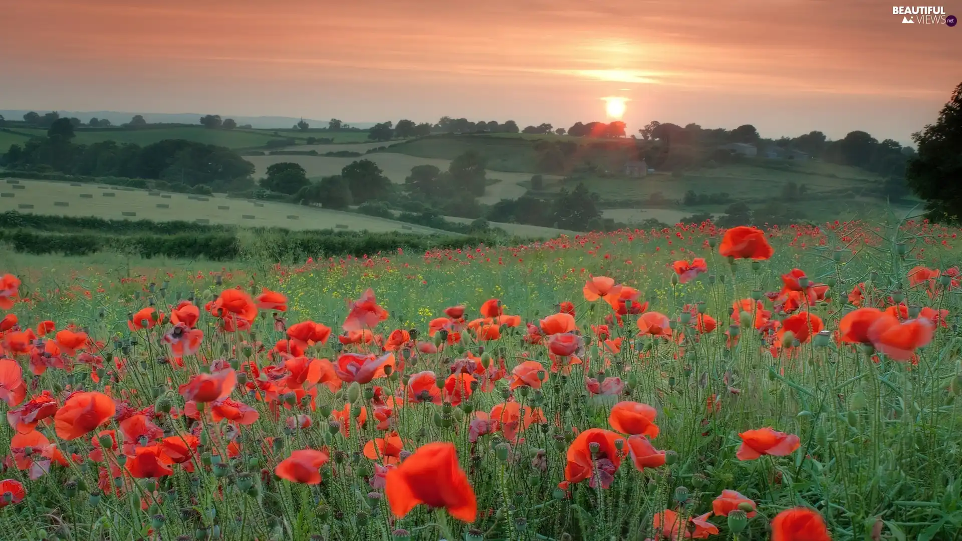 Meadow, papavers