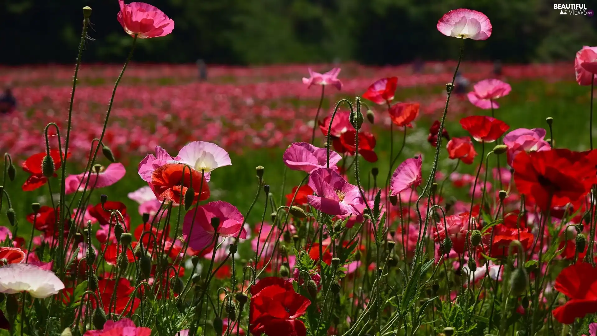 Meadow, papavers