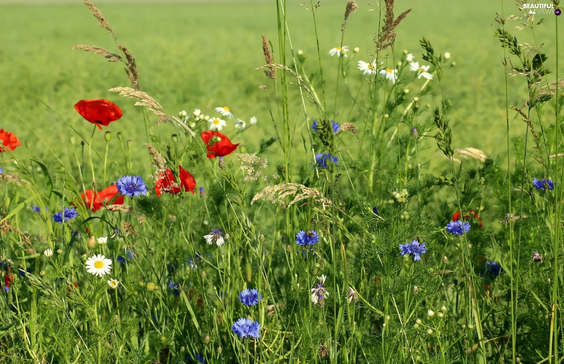 Meadow, cornflowers, grass, papavers