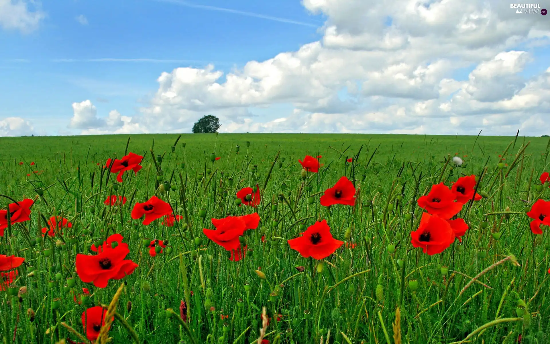 Meadow, papavers