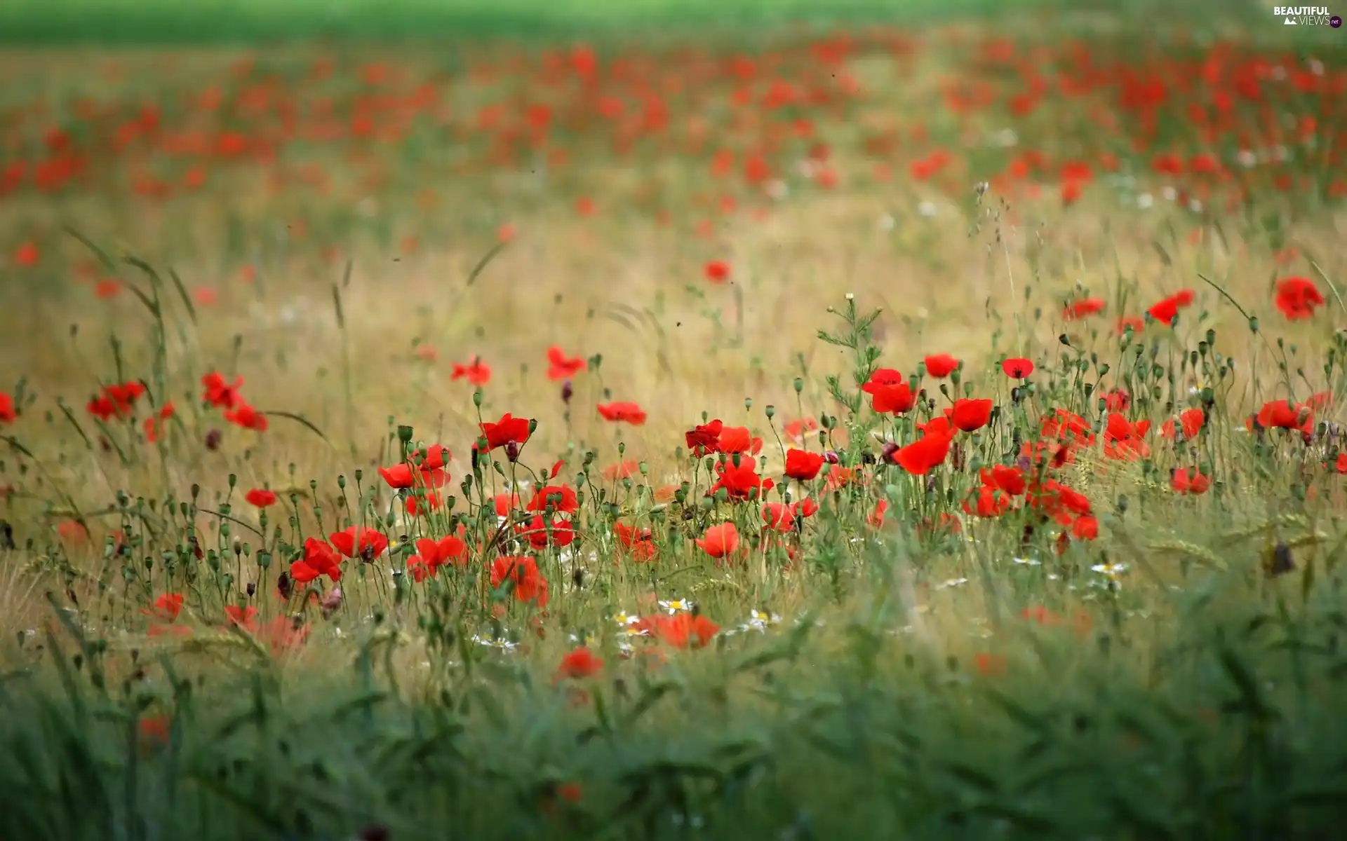 papavers, Meadow, Red