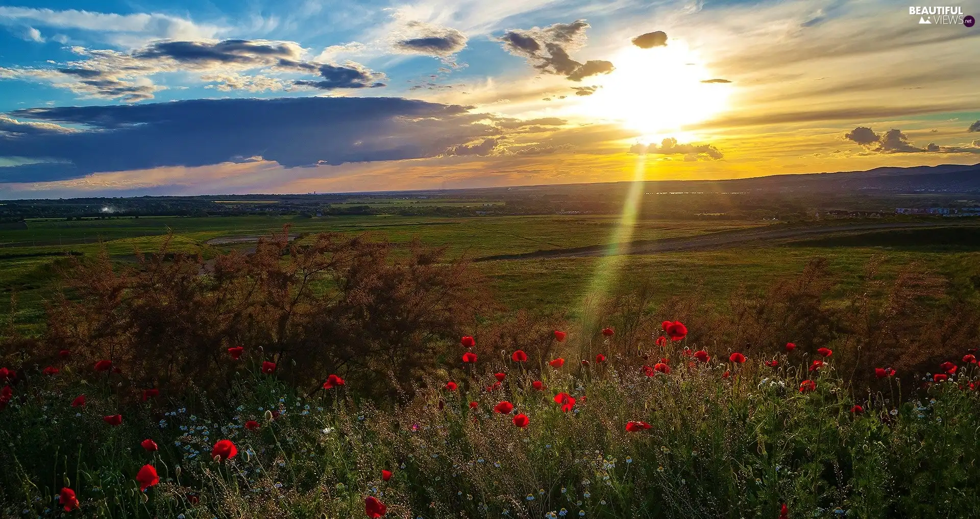 papavers, west, sun