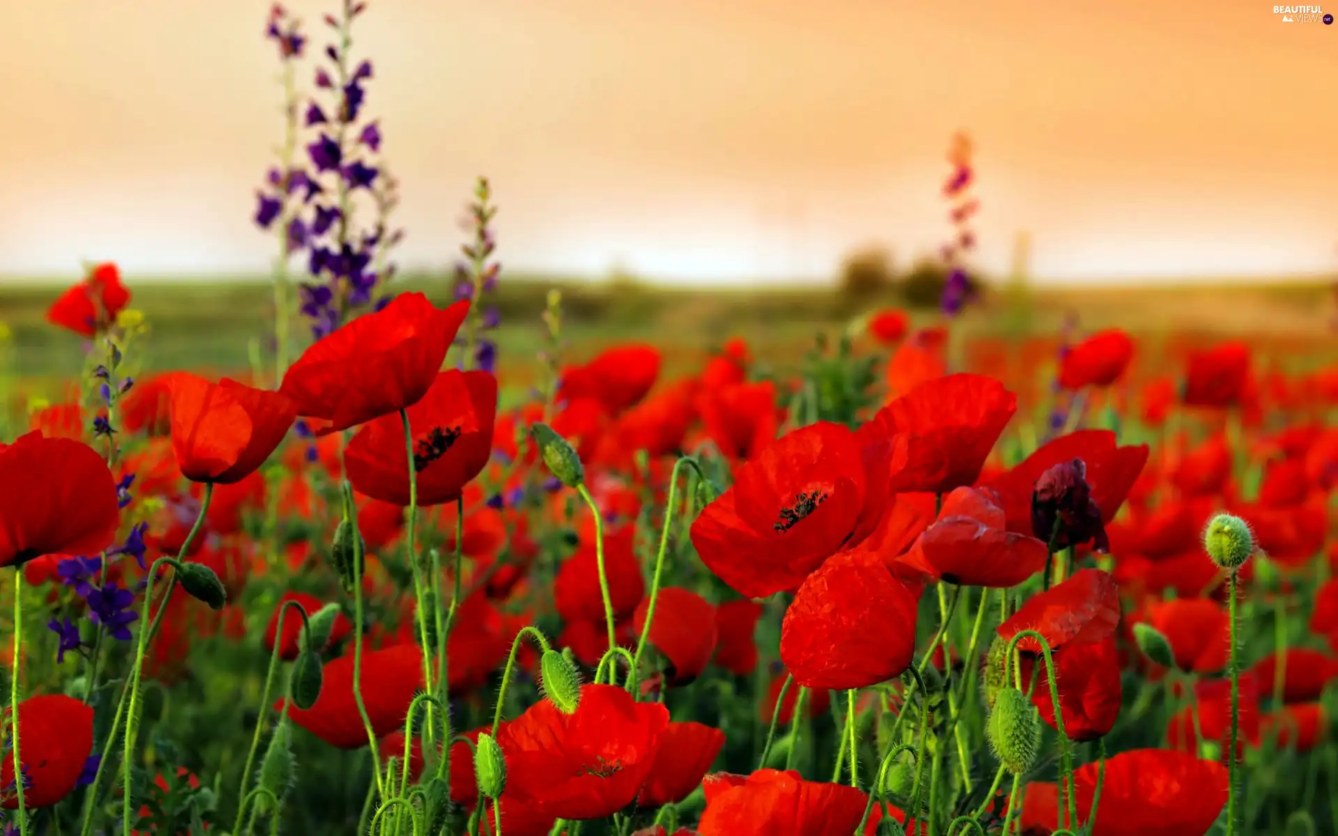 west, Meadow, papavers, sun