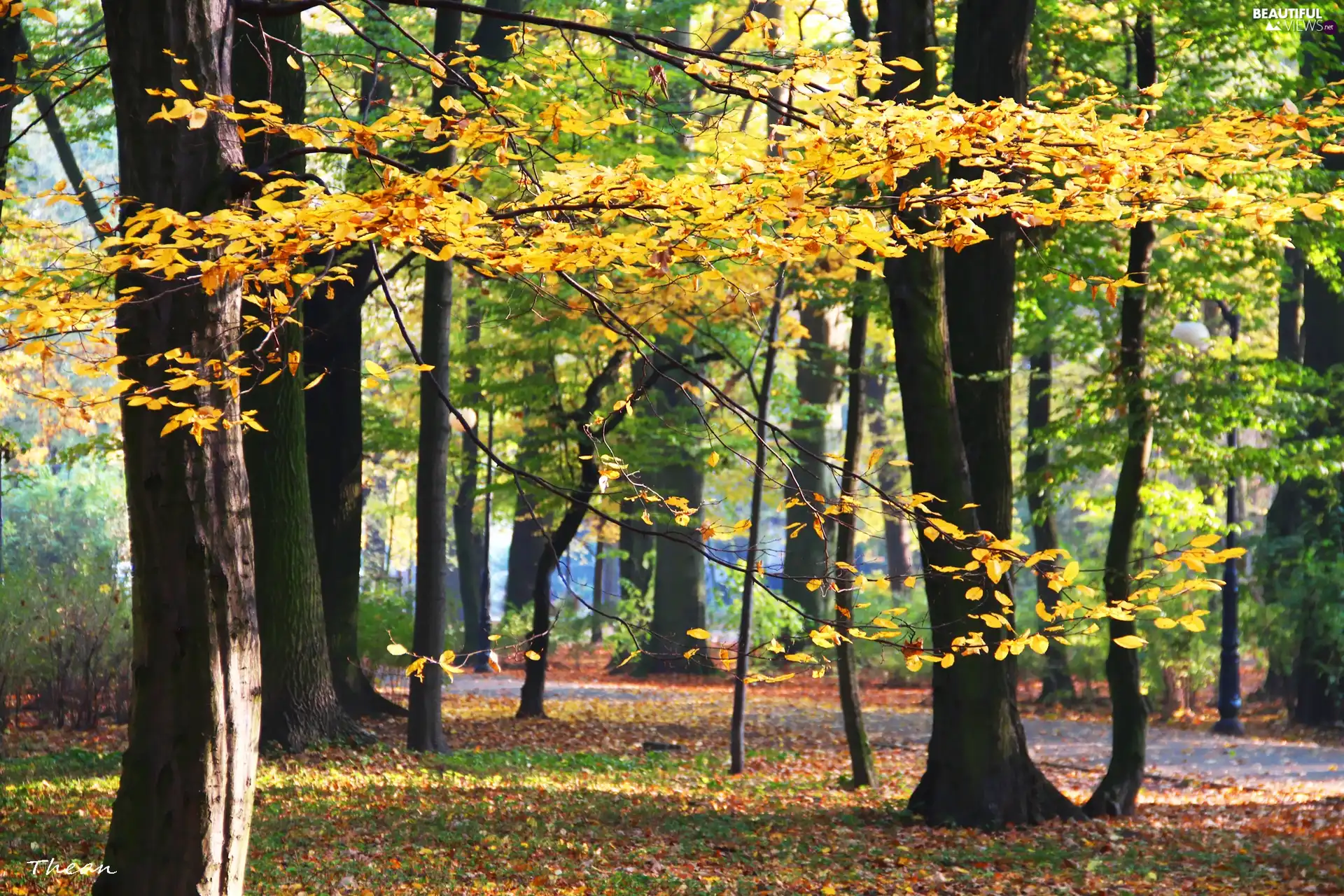 Autumn, Park