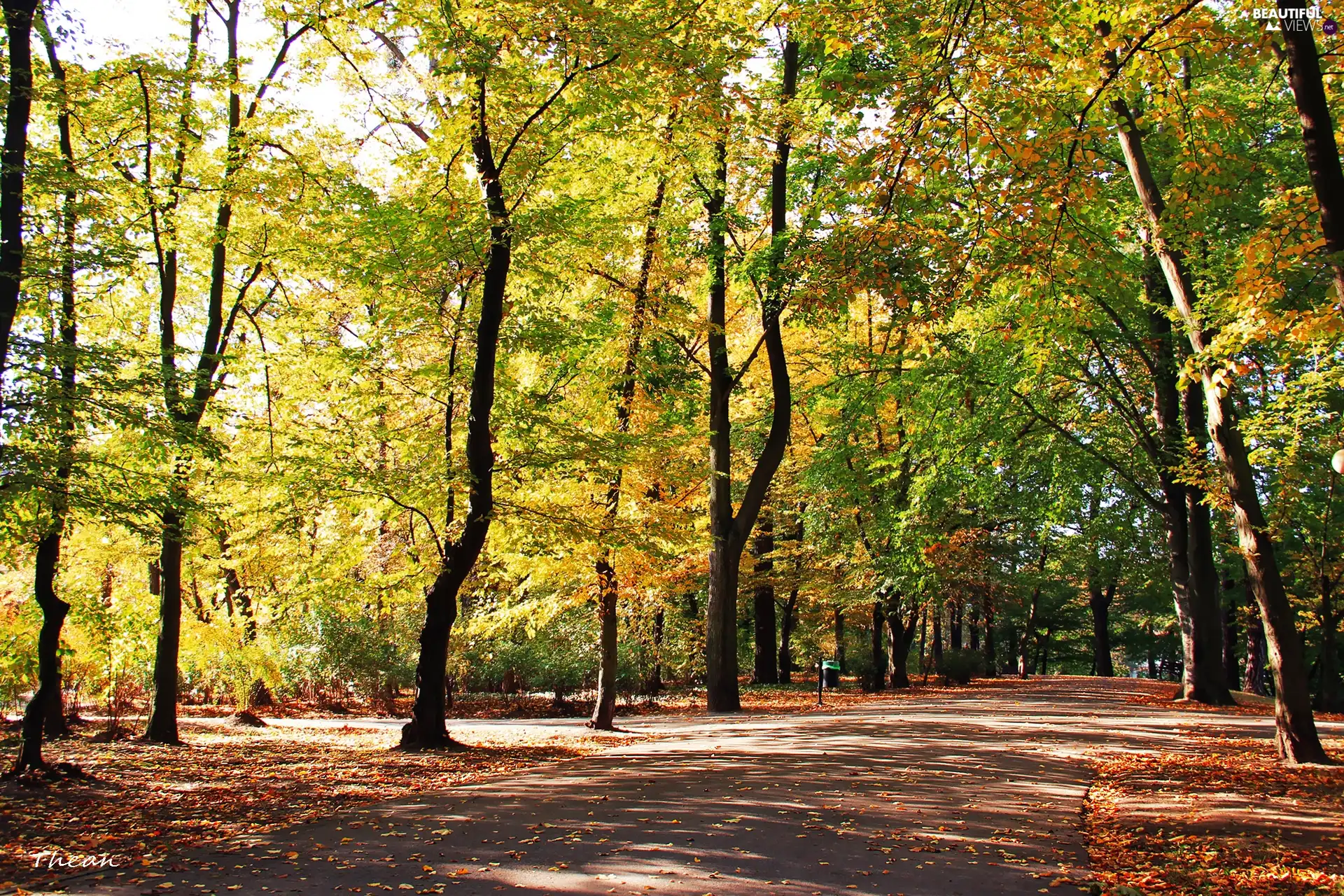 Autumn, Park