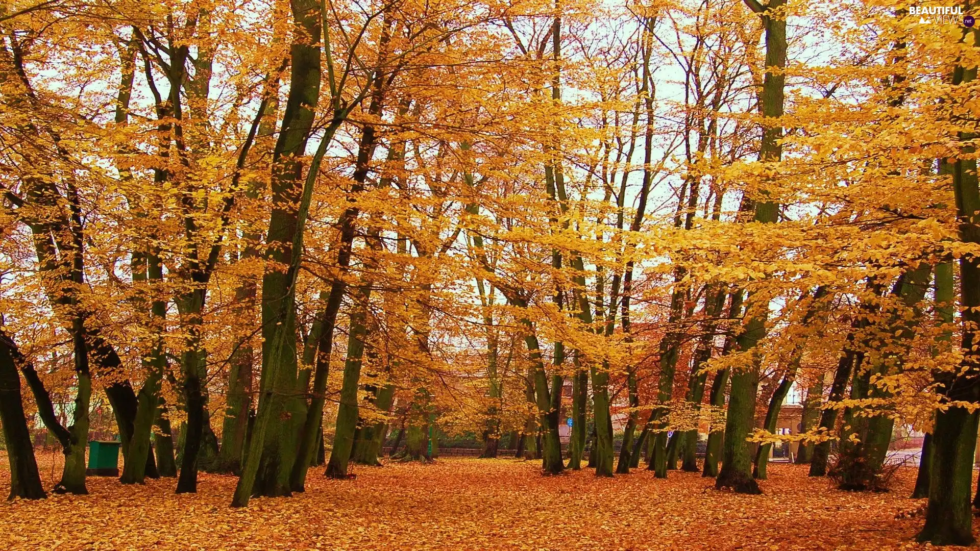 autumn, viewes, Park, trees