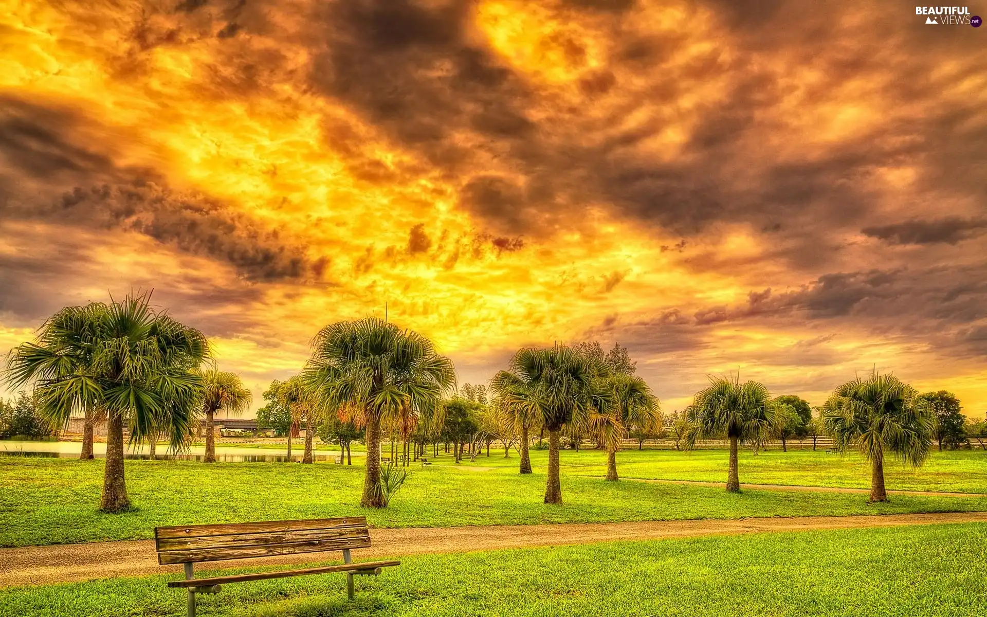 Park, Bench, sun, Palms, west