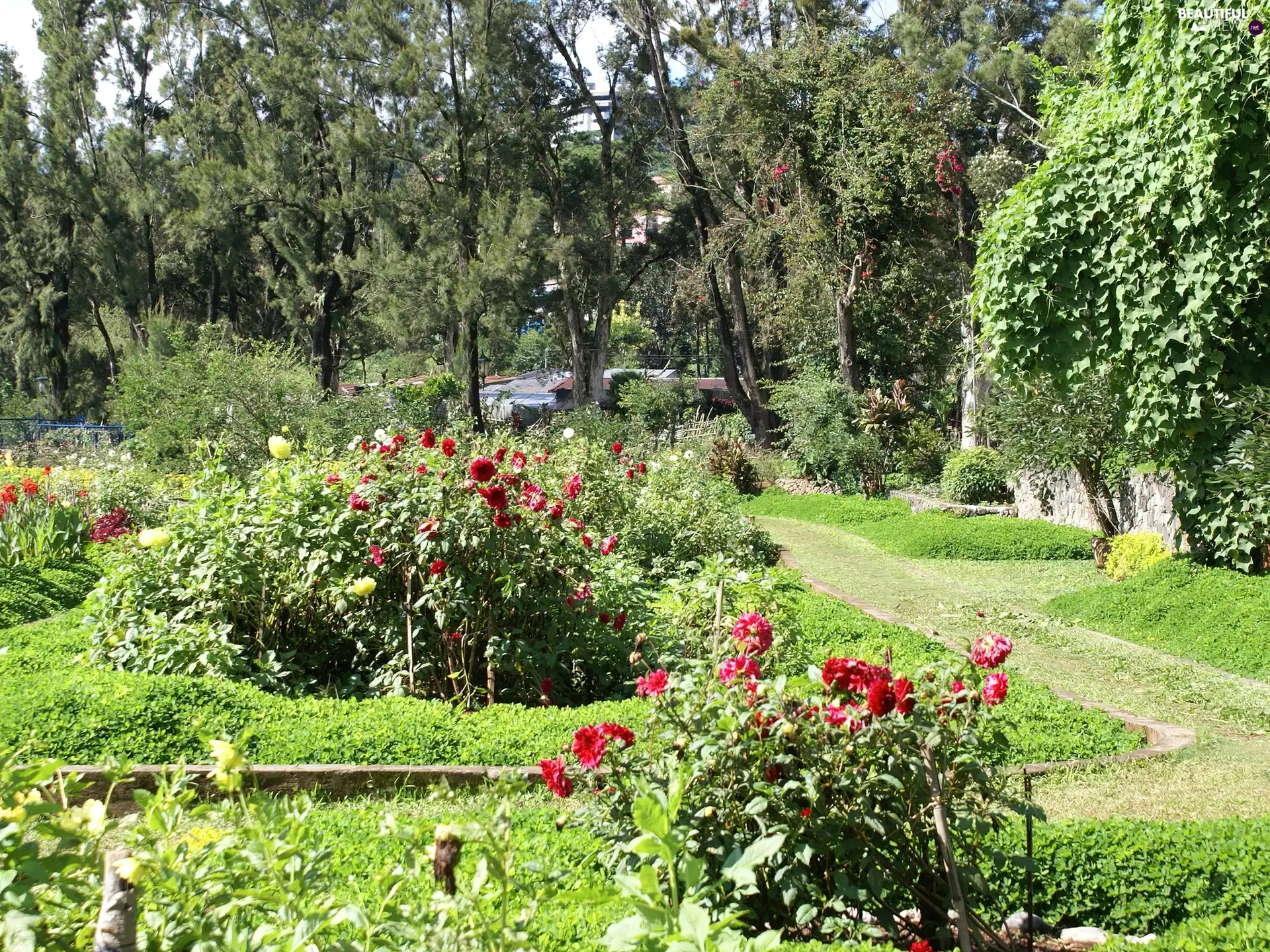 park, trees, flowers, viewes, Flower-beds, ##, lane, Bush