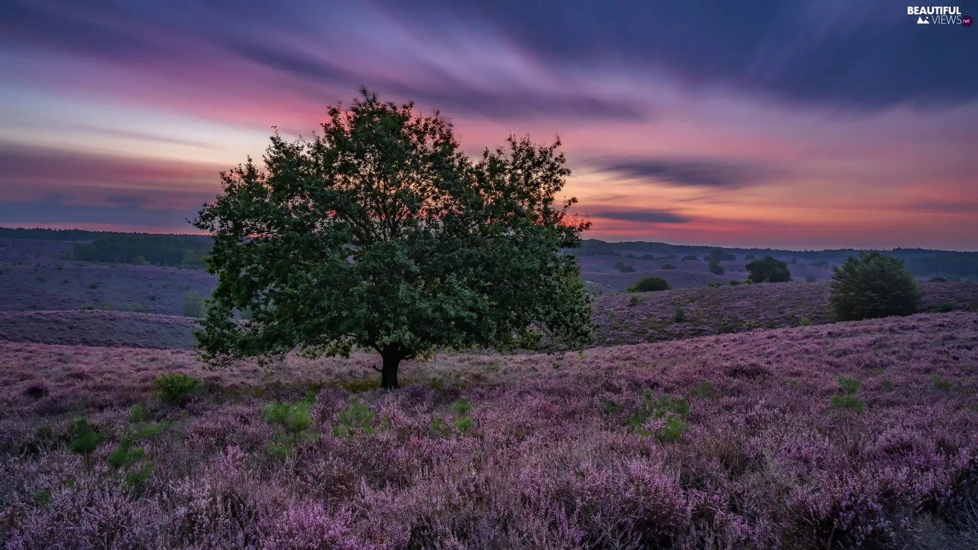 Province of Gelderland, Netherlands, clouds, heathers, trees, Veluwezoom National Park, heath, Sunrise