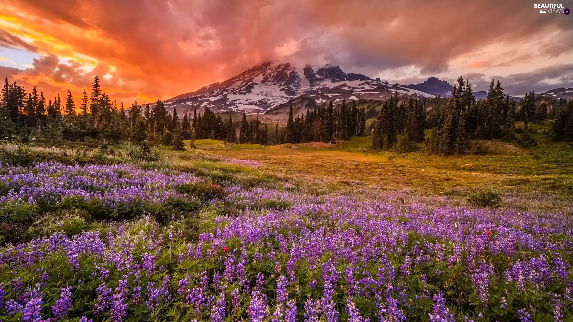 Meadow, clouds, trees, Mount Rainier National Park, viewes, Mountains, Great Sunsets, The United States, lupine, Flowers