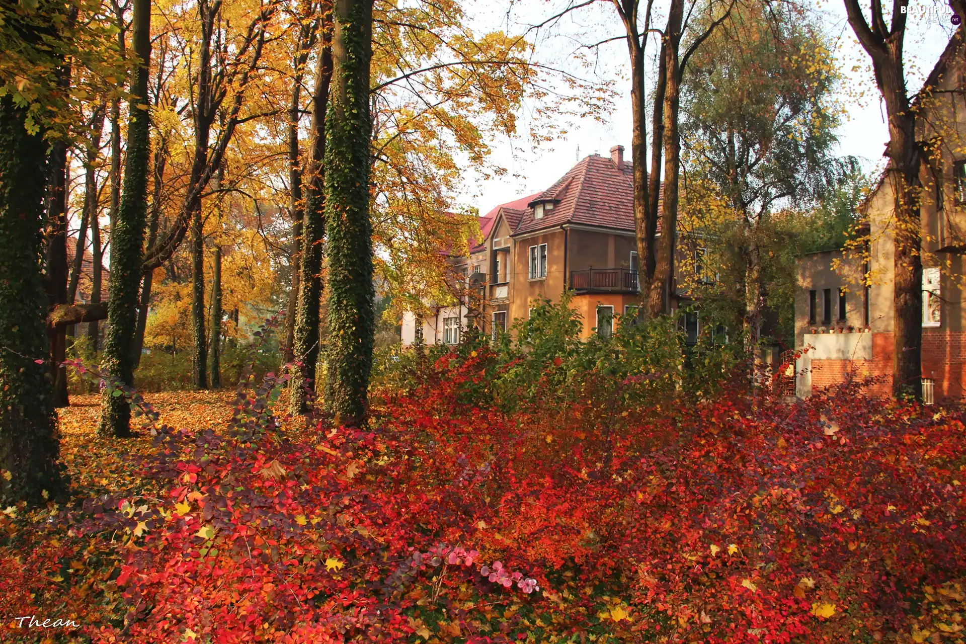 Park, Houses, Autumn, Leaf, color