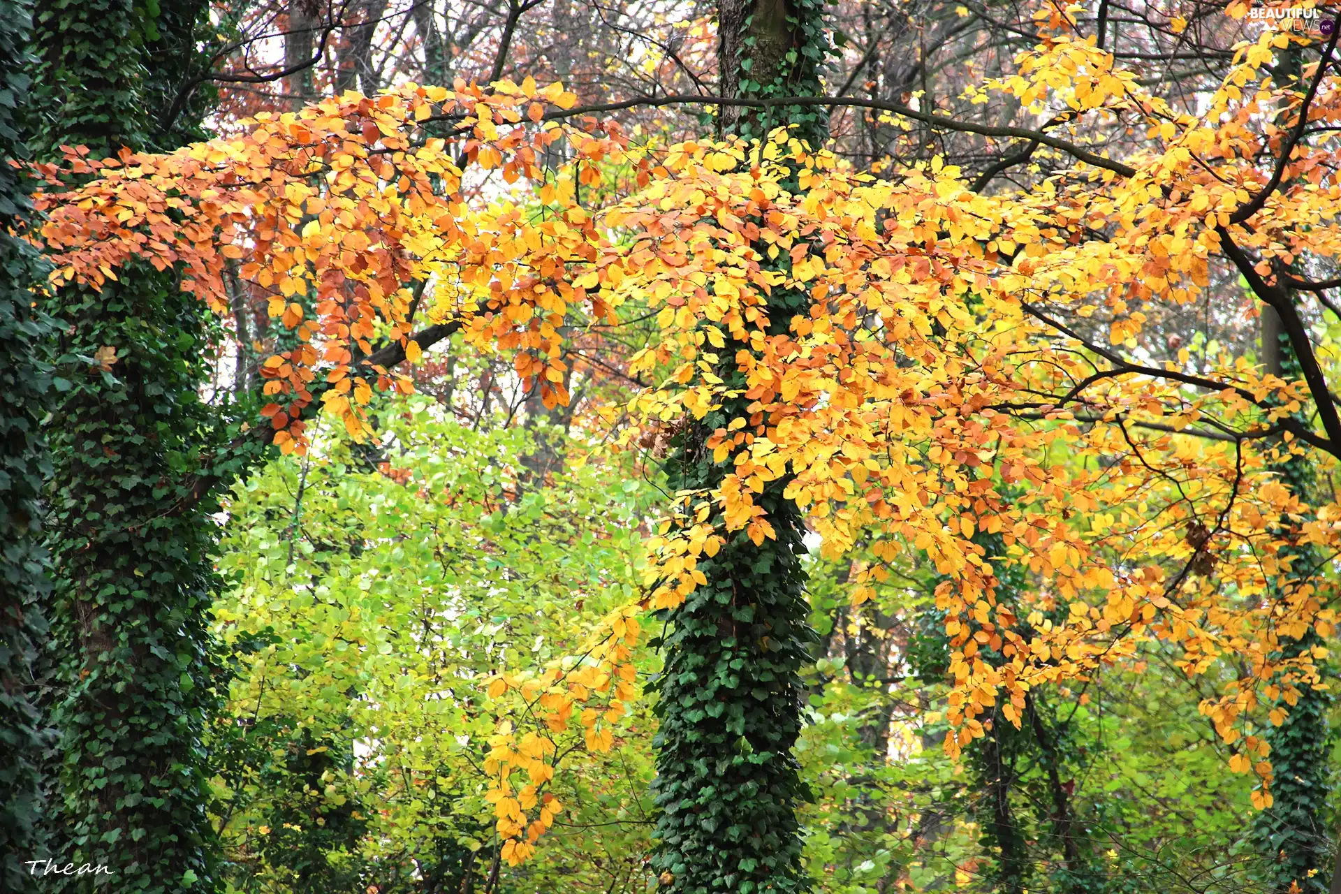 Park, ivy, Leaf, Autumn, color