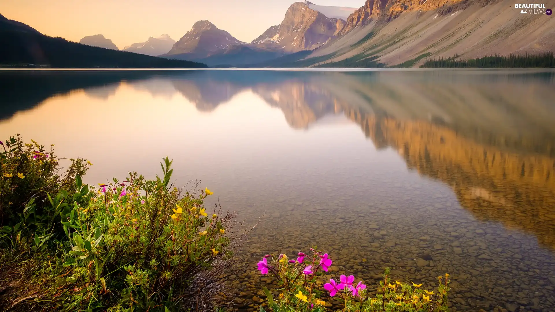 Flowers, Bow Lake, Province of Alberta, Canada, Banff National Park, rocky mountains