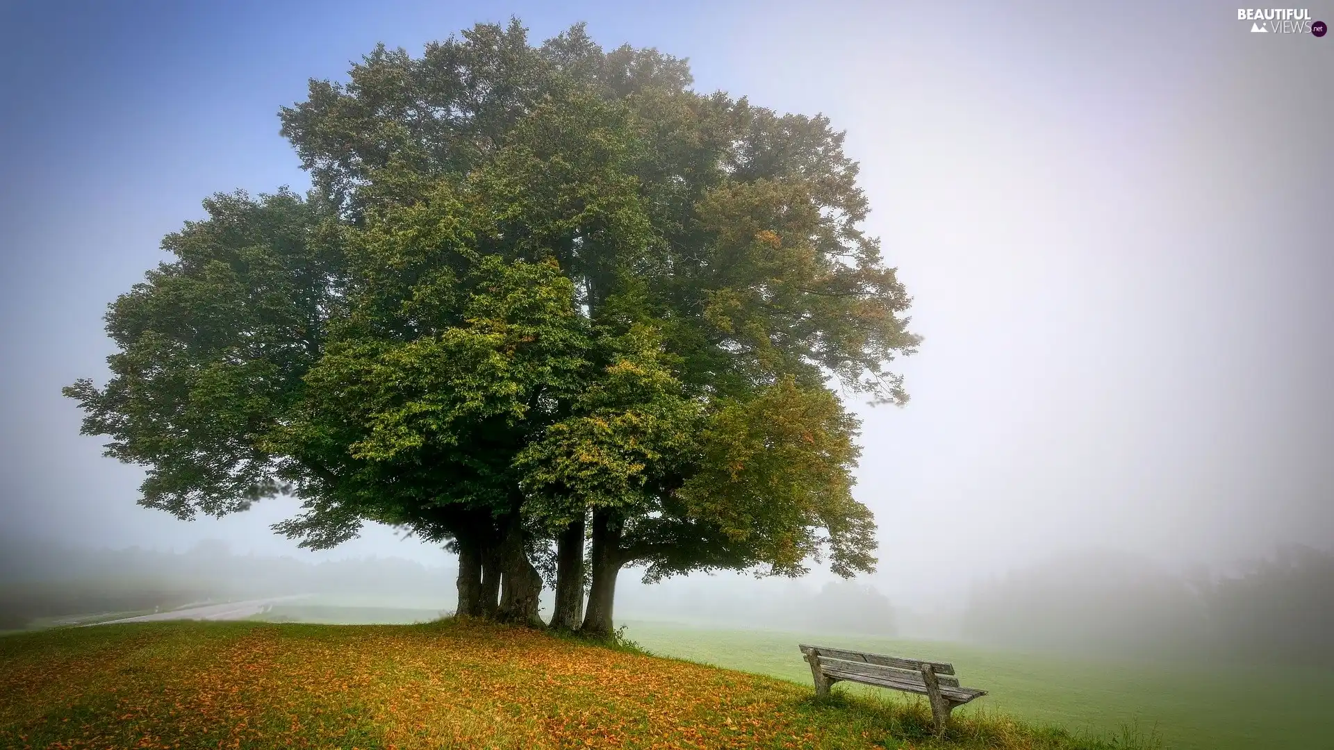 autumn, viewes, Leaf, Park, trees, Bench, Fog