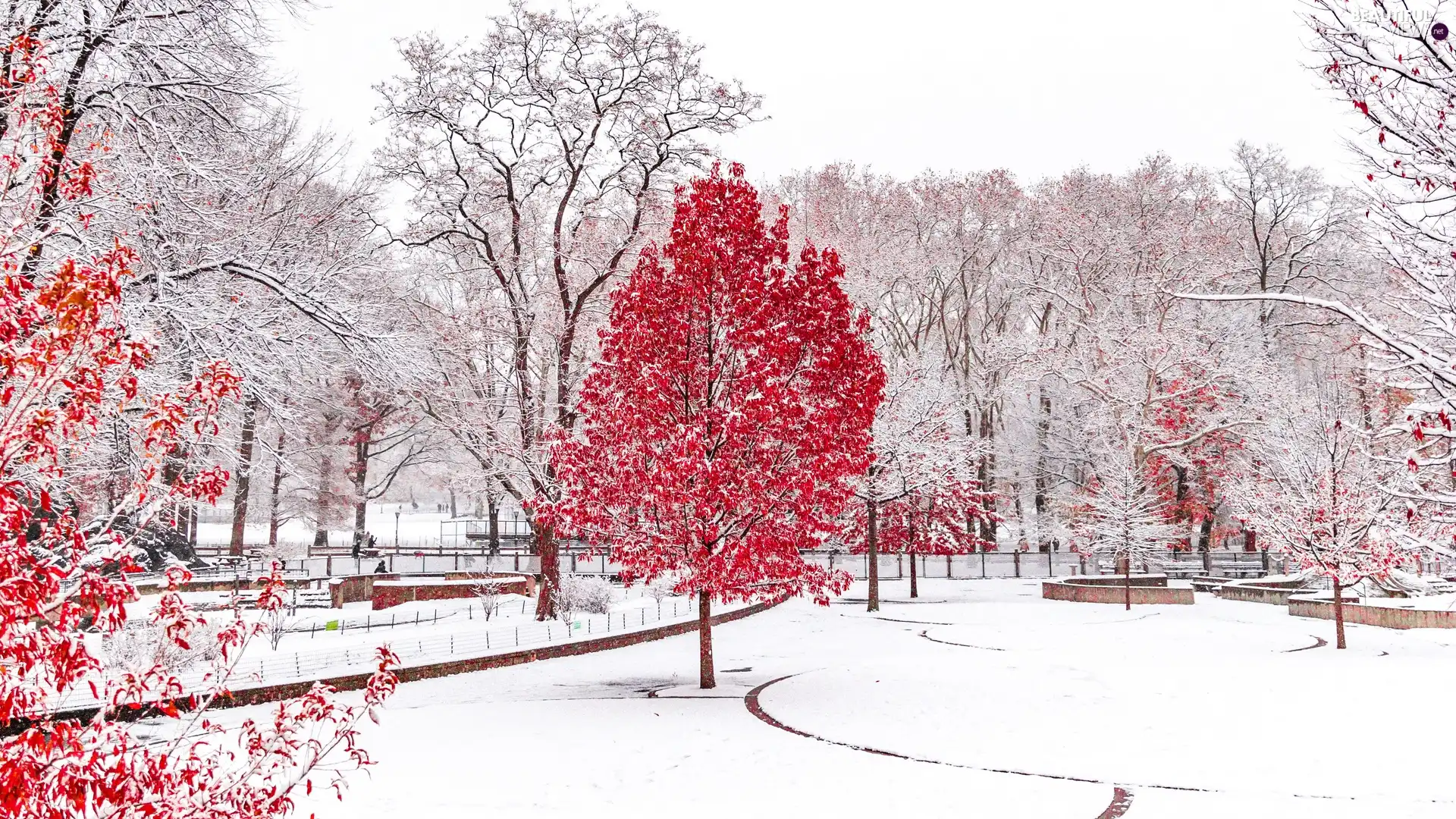 trees, snow, Red, Park, winter, viewes, Leaf