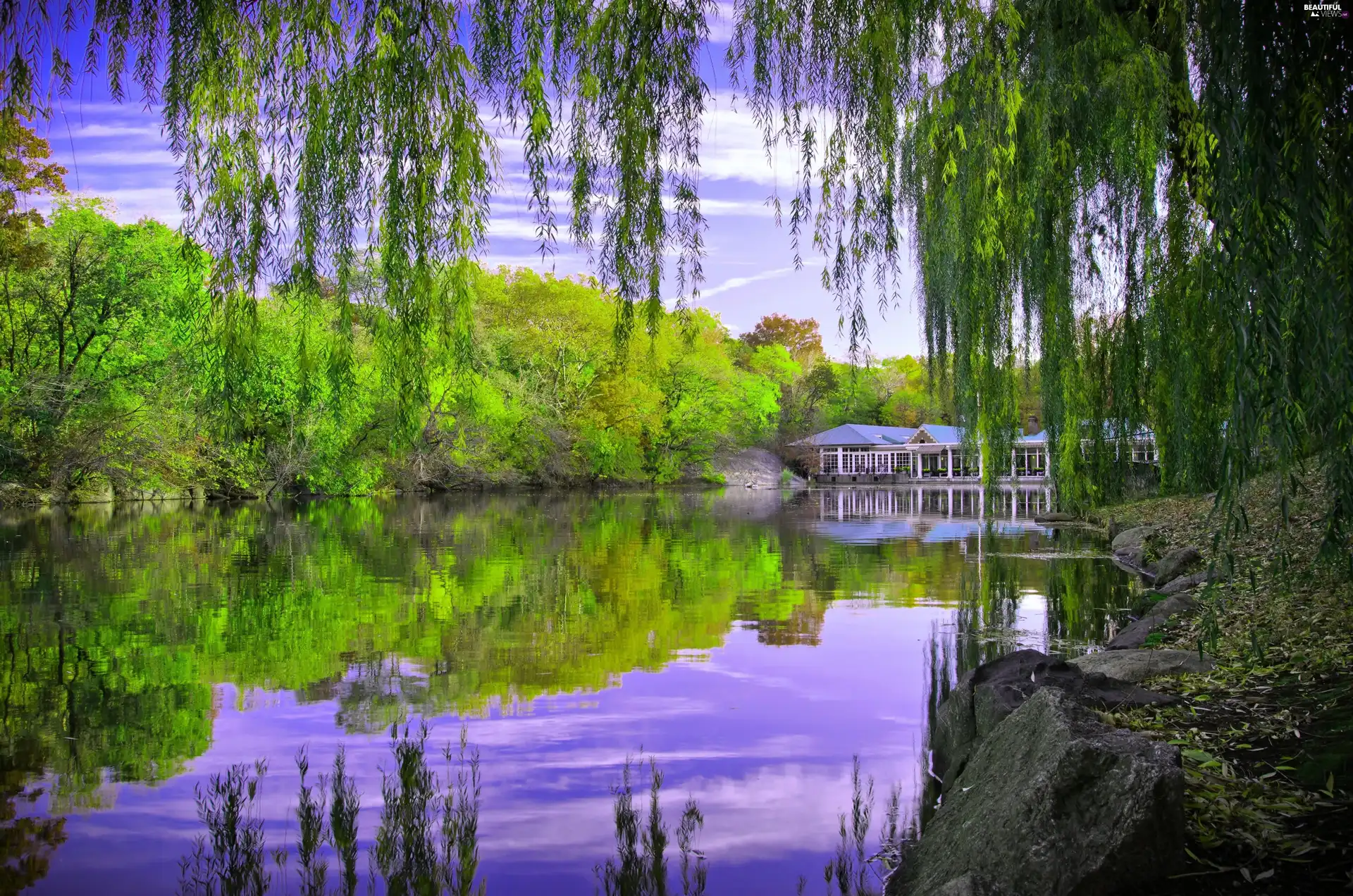 Central Park, New York, trees, viewes, Pond - car