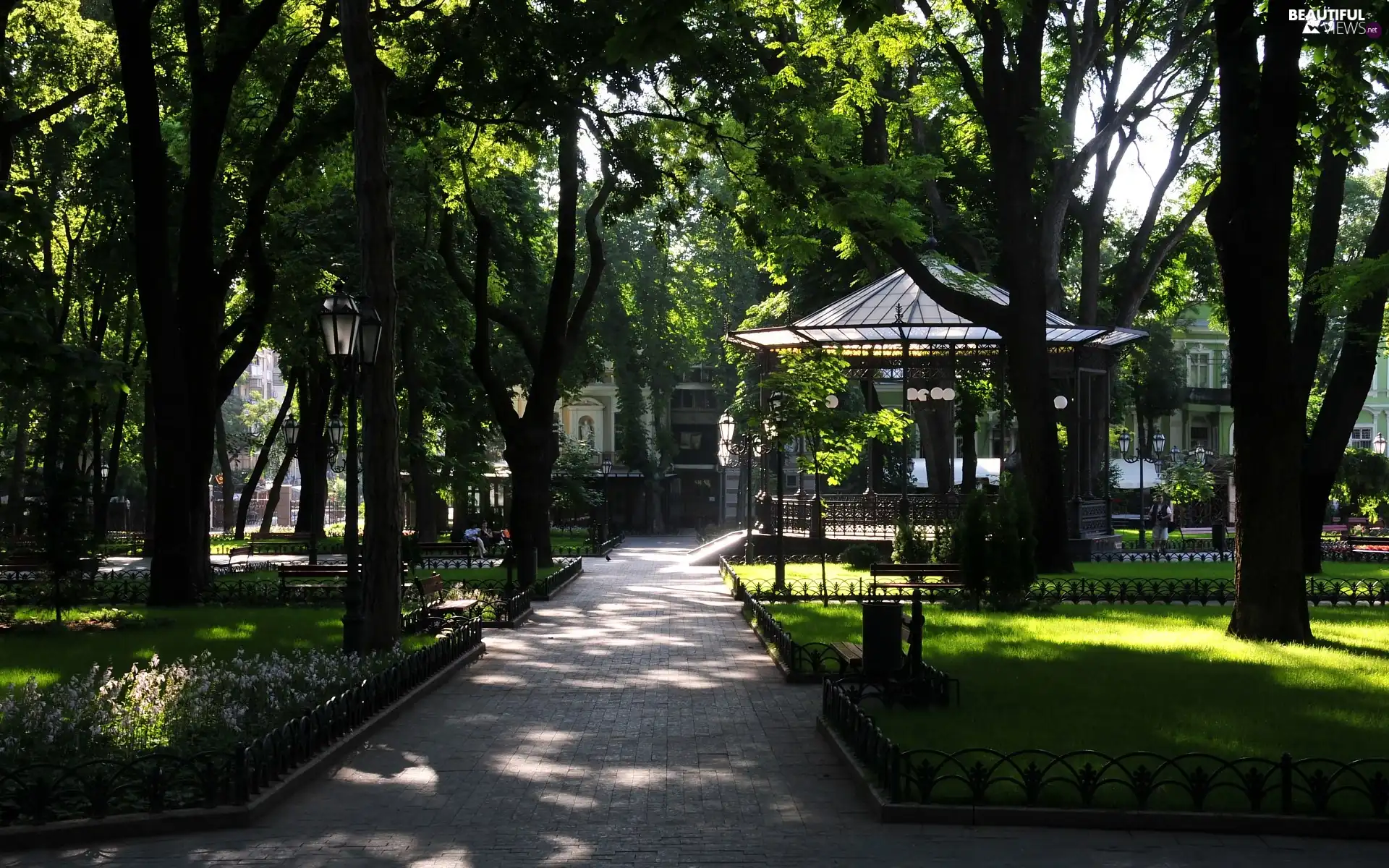 trees, lane, Park, viewes