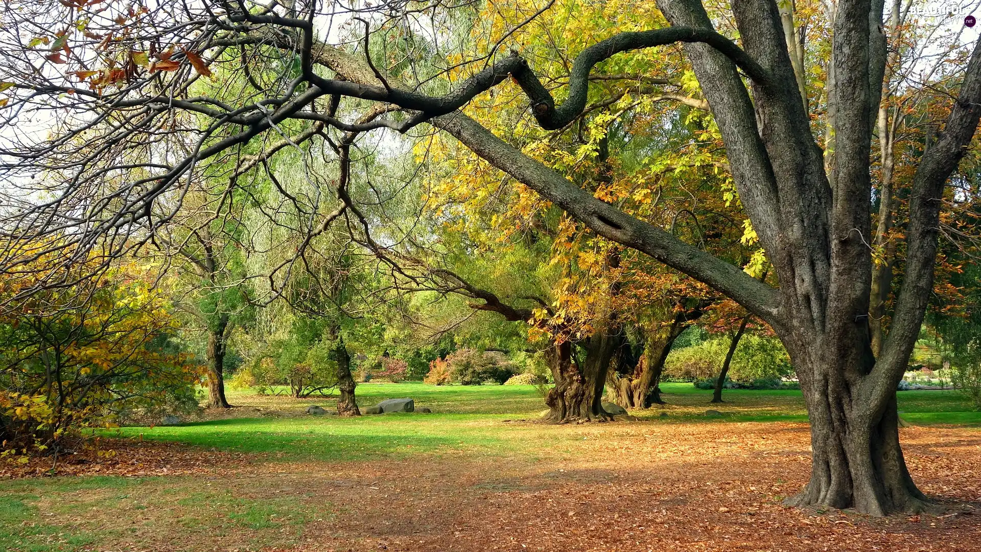 viewes, autumn, Leaf, Park, fallen, trees