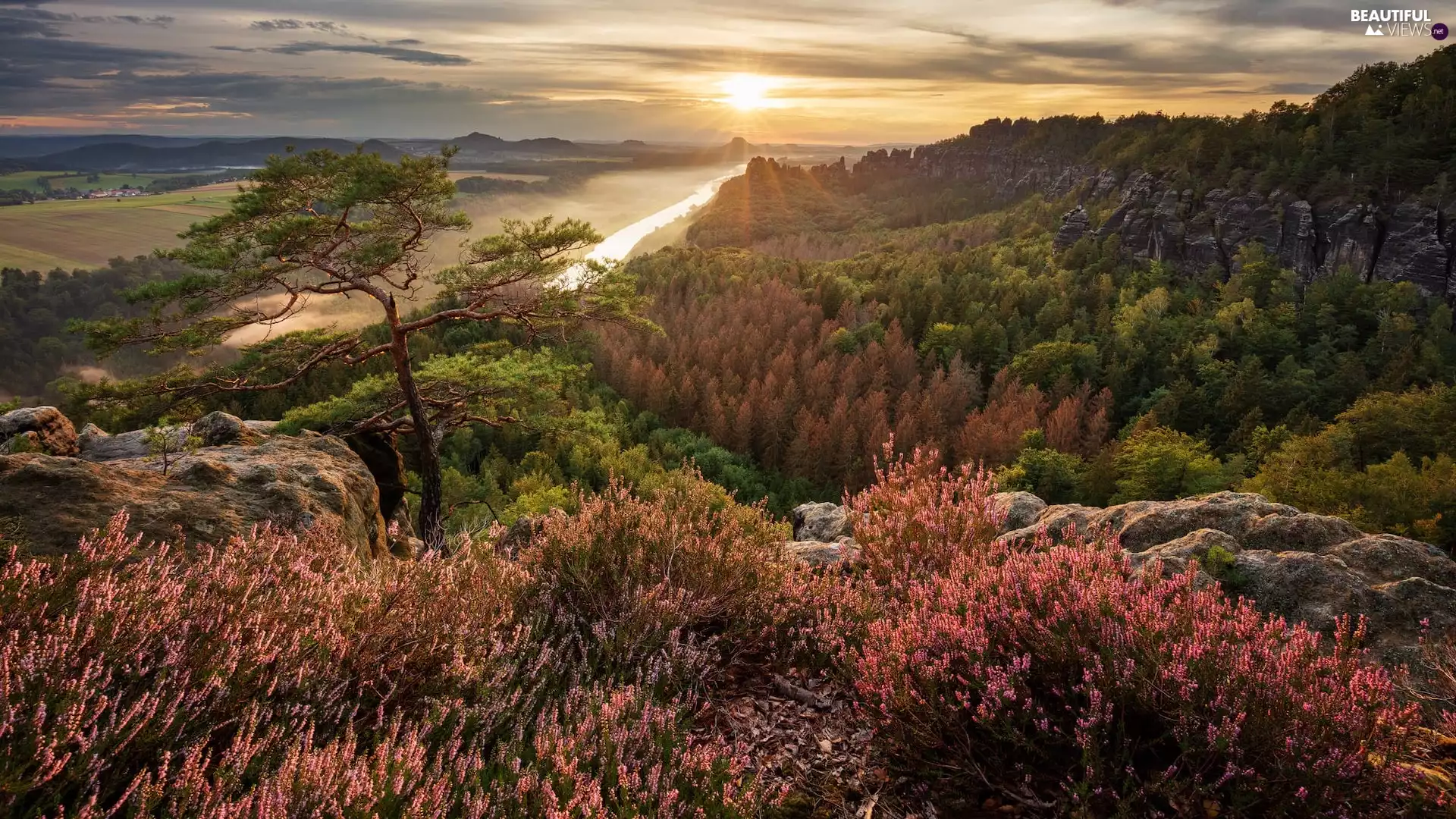 River Elbe, Sunrise, trees, viewes, Saxon Switzerland National Park, Germany, rocks, Děčínská vrchovina, heathers