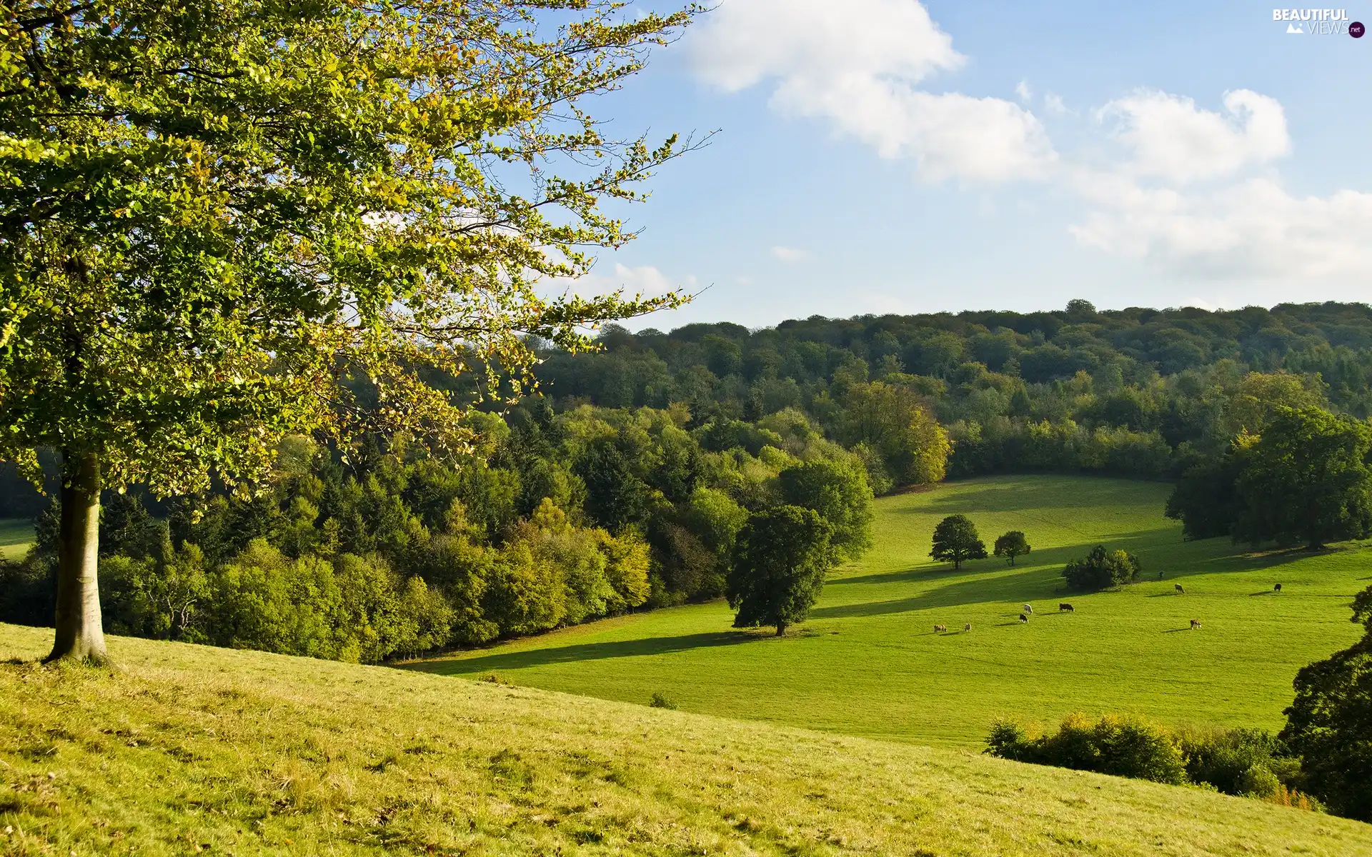 medows, animals, pasturage, woods