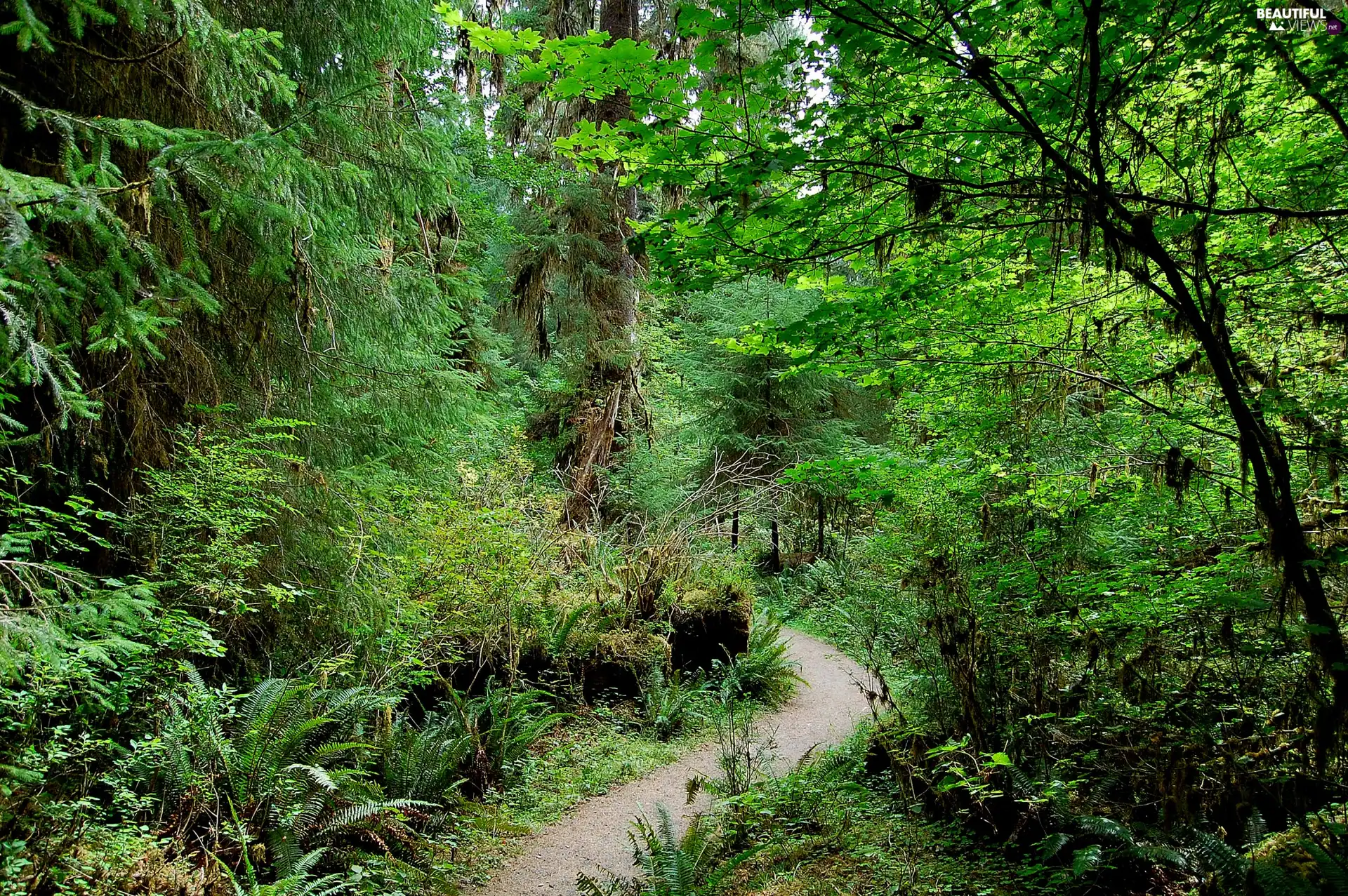 forest, Path