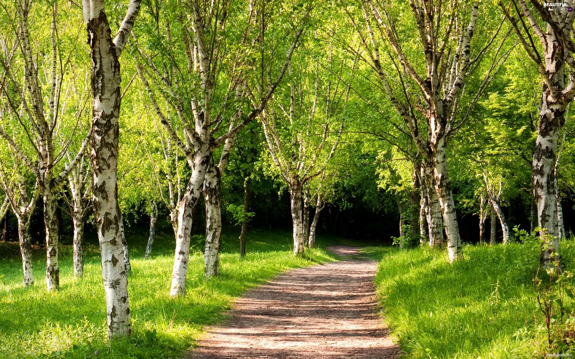 forest, Path