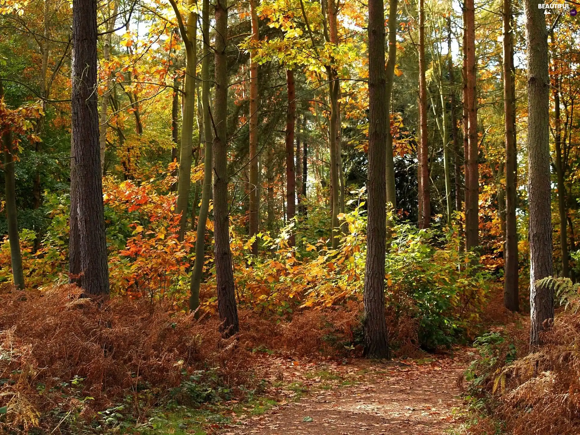 Path, autumn, forest