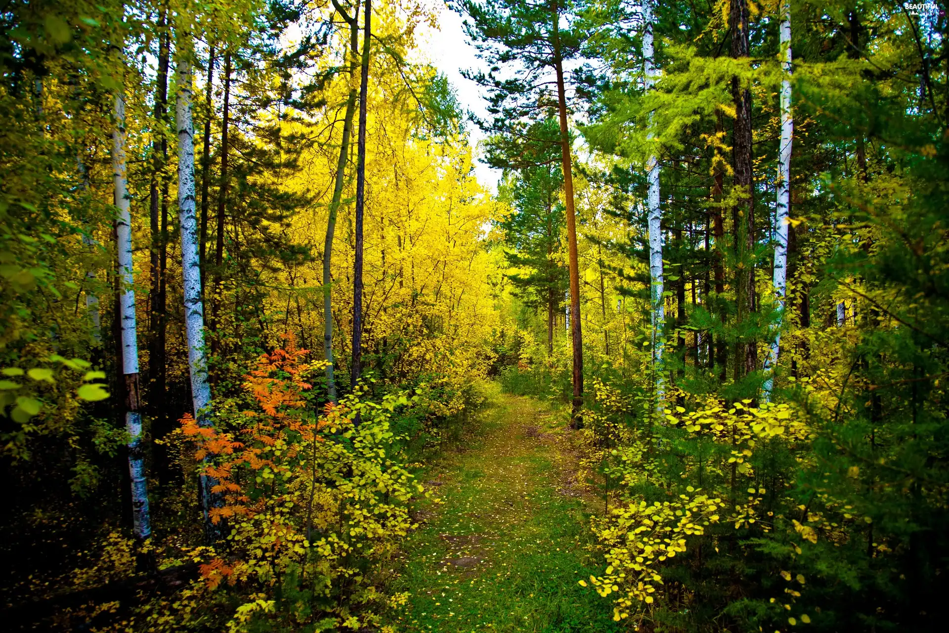 grove, pine, Path, birch