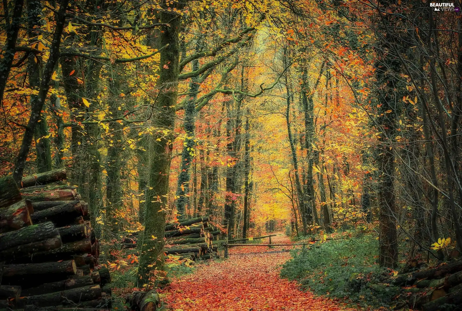 Stems, trees, Leaf, viewes, autumn, Cut, forest, Path