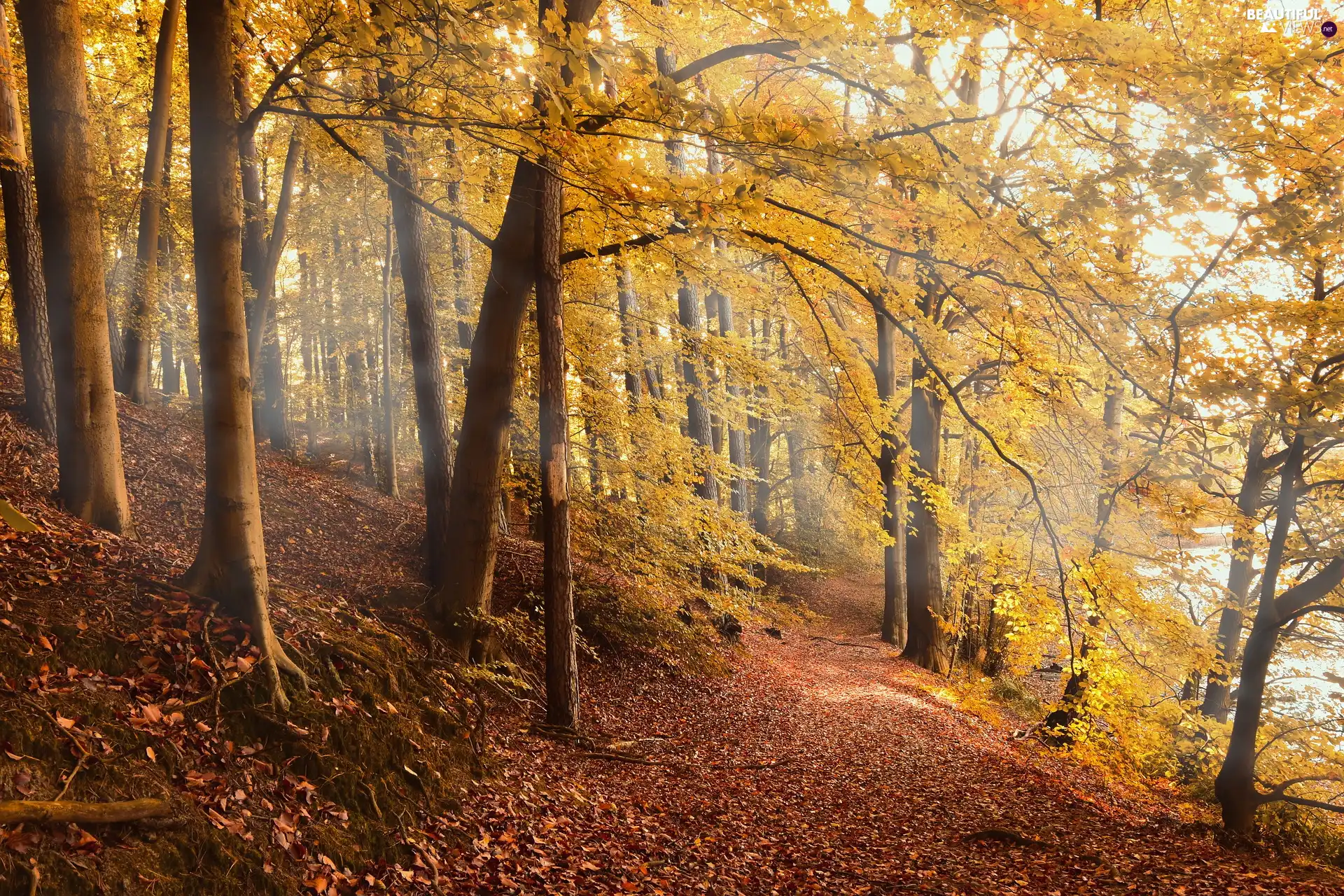 trees, viewes, Leaf, scarp, fallen, forest, autumn, Path