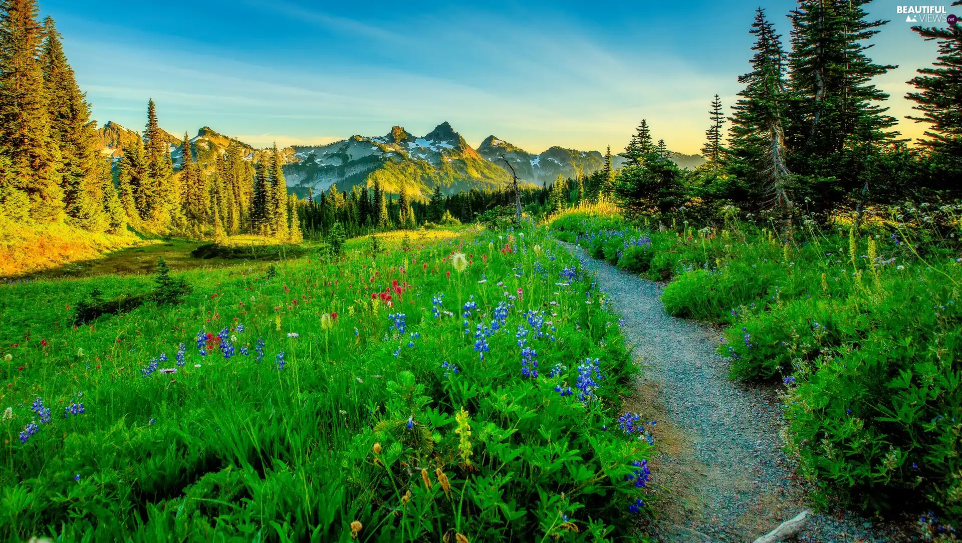 Flowers, Meadow, Path, Mountains, flash, luminosity, ligh, sun, forest