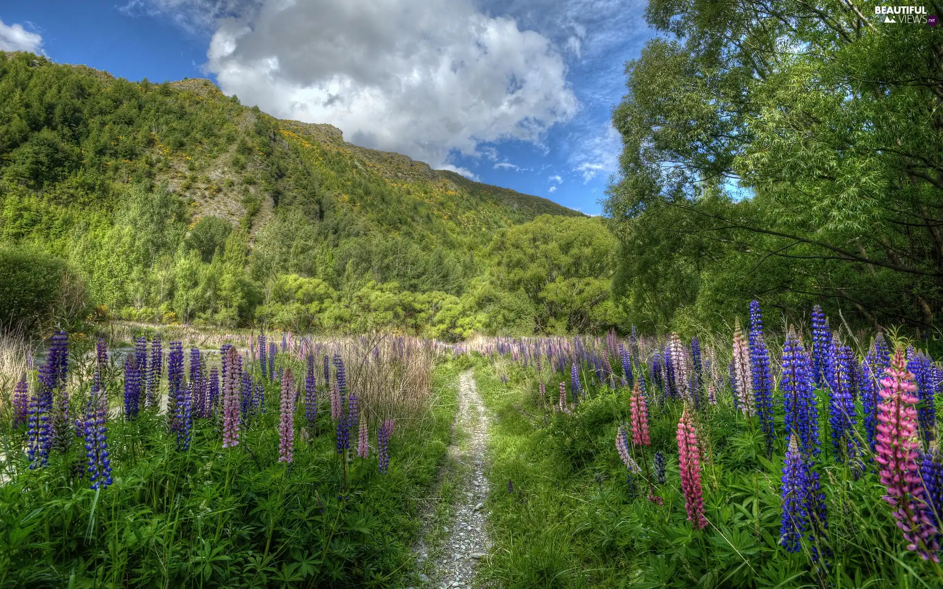 Mountains, lupine, Path, medows