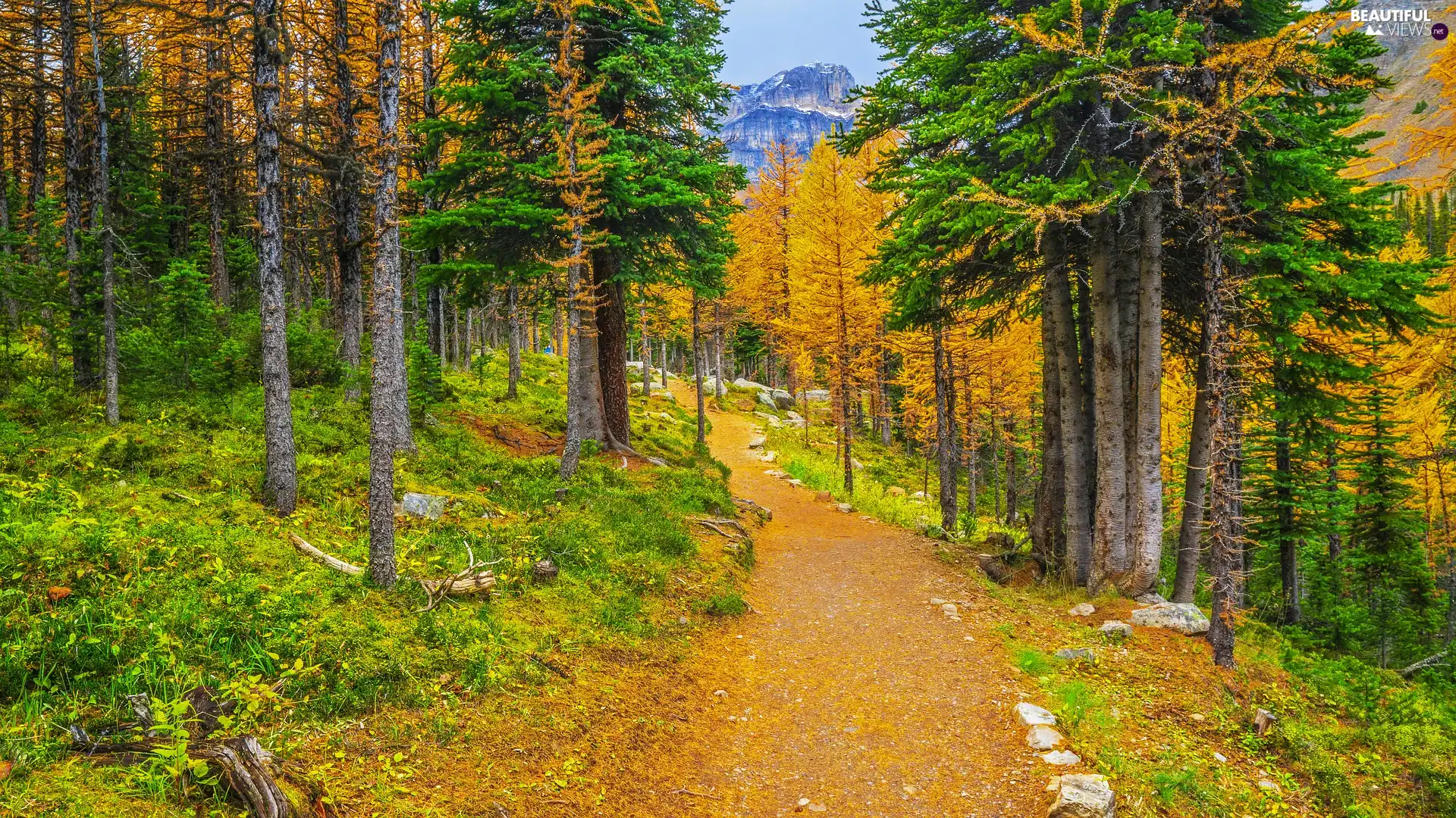 viewes, Path, Mountains, trees, woods