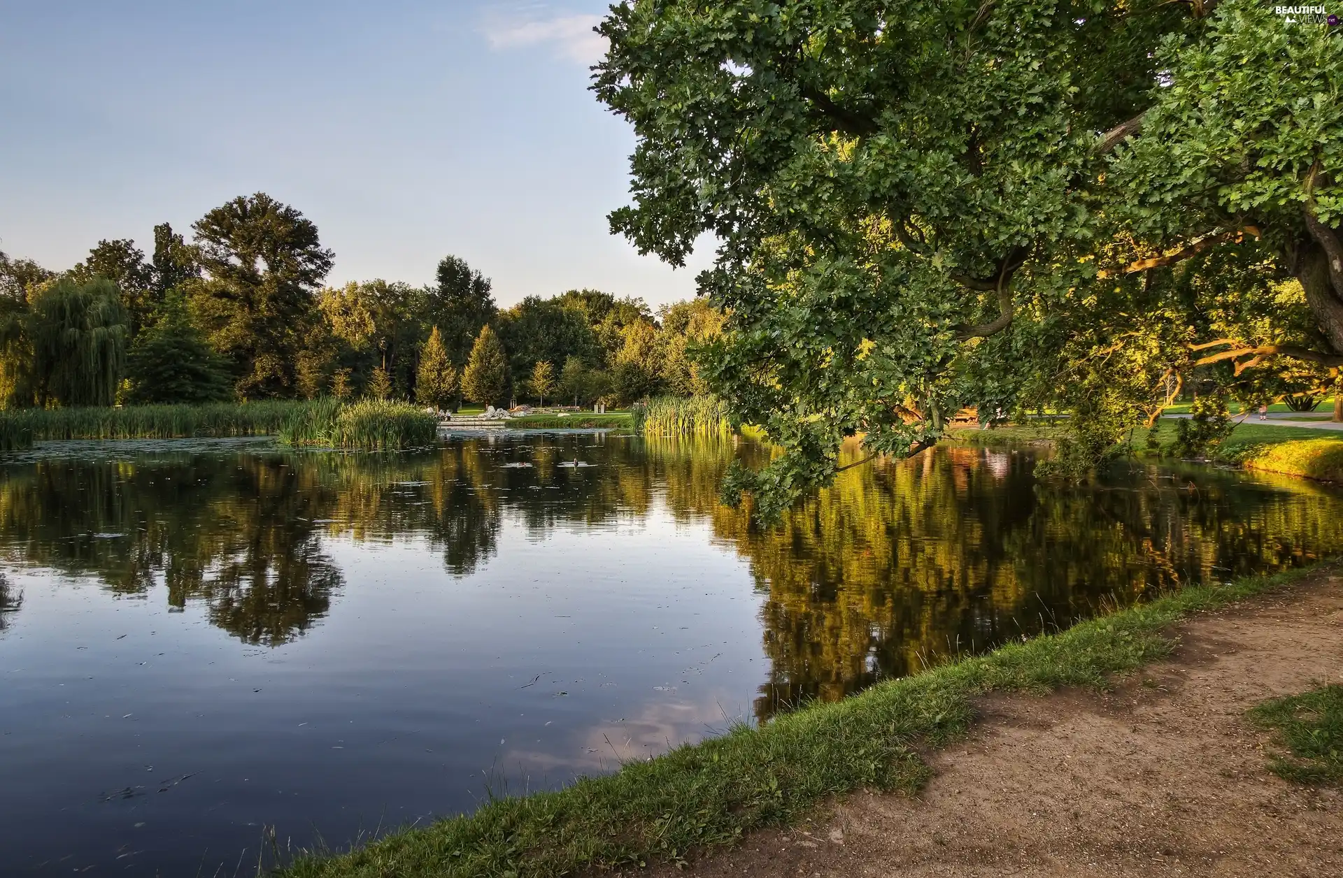 Park, trees, Path, lake