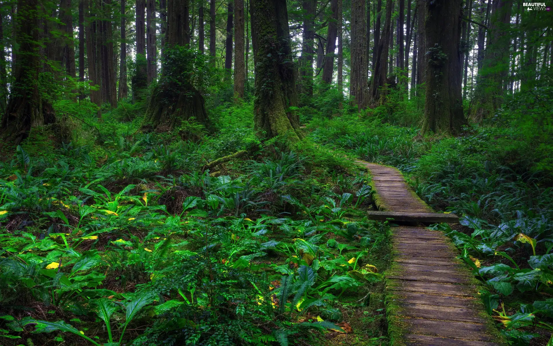 Path, forest, plants