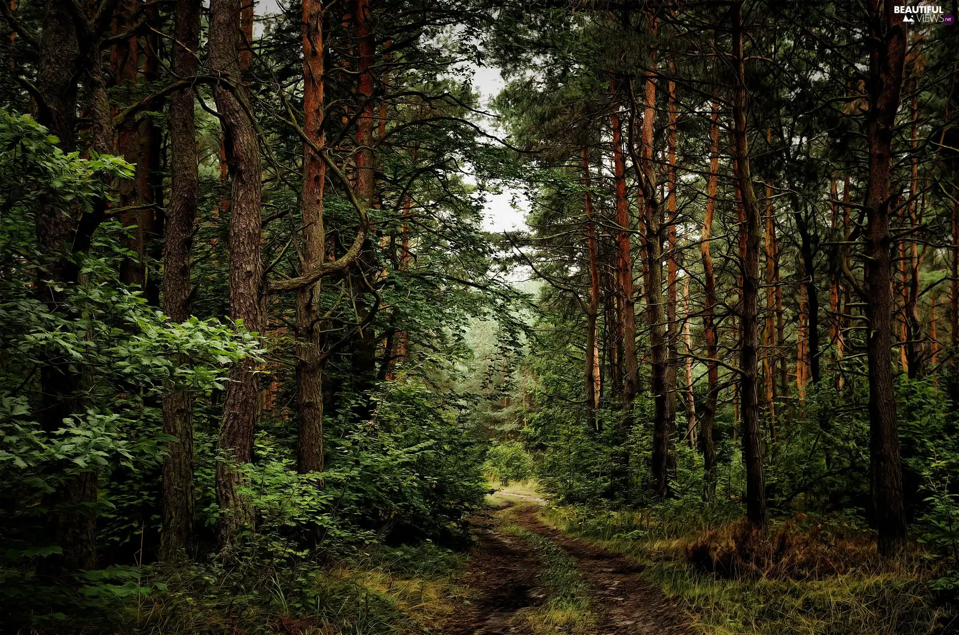 Bush, Path, trees, viewes, forest