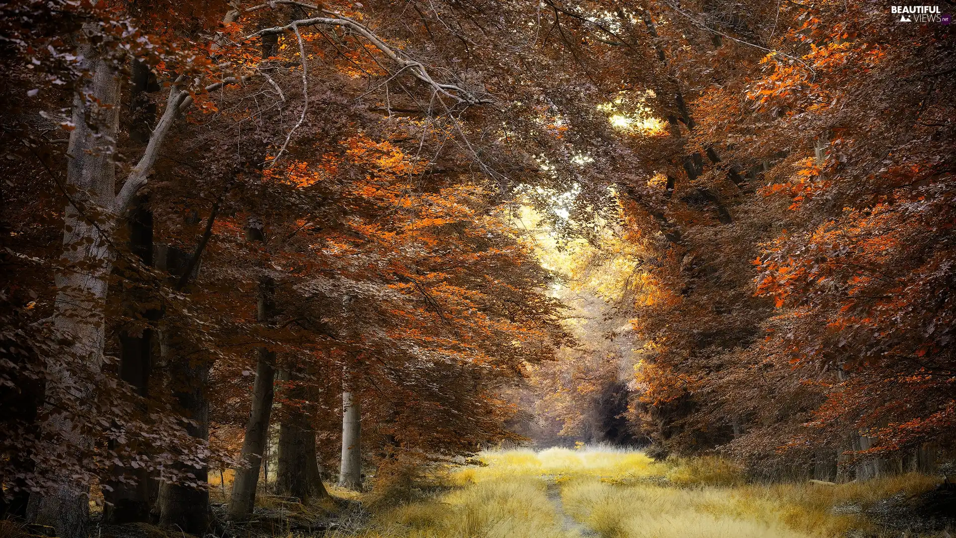viewes, forest, grass, Path, autumn, trees