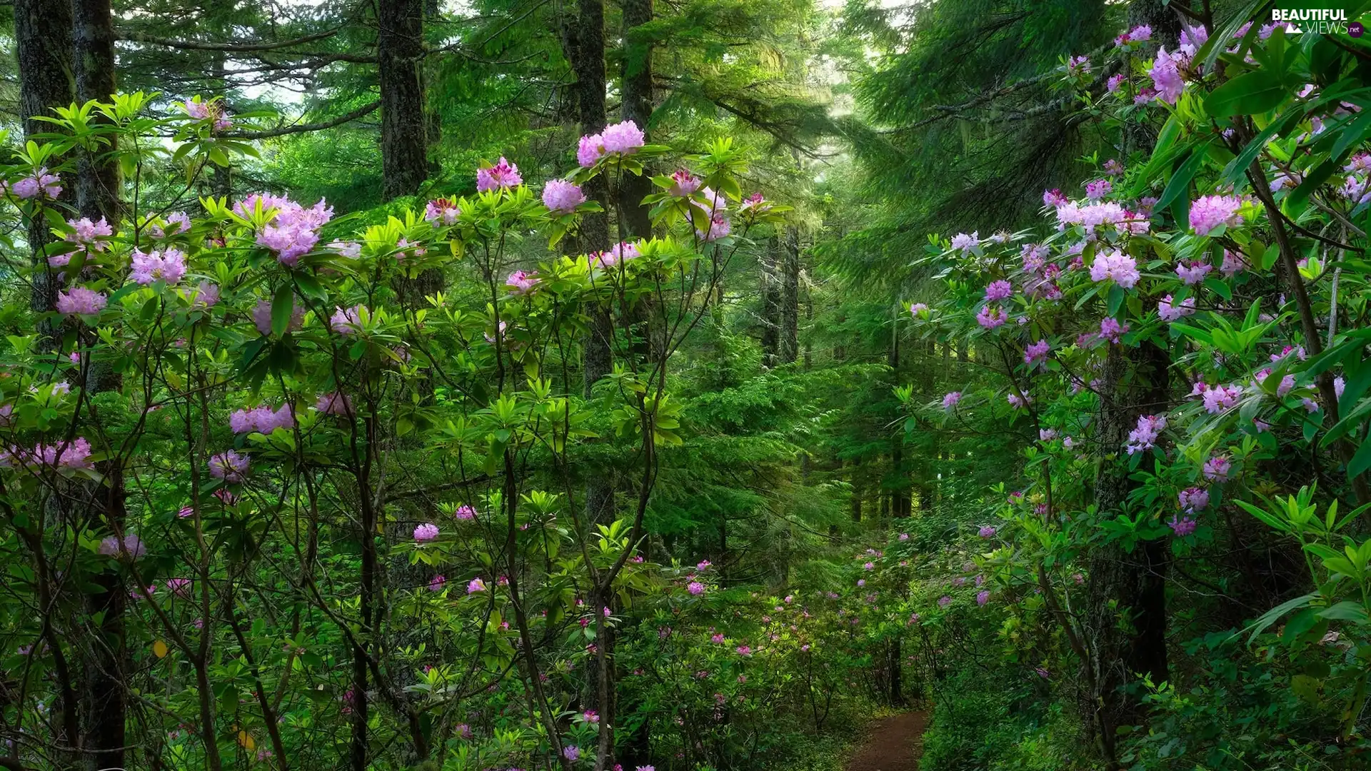viewes, forest, Rhododendrons, Path, Bush, trees