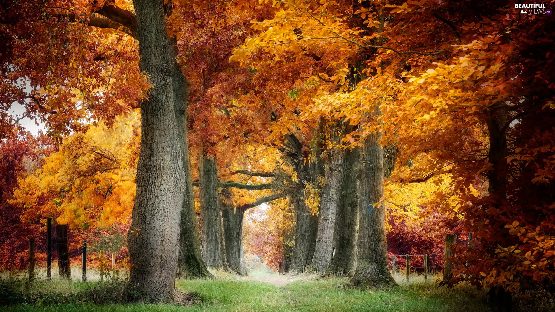 autumn, Path, trees, viewes, Yellowed