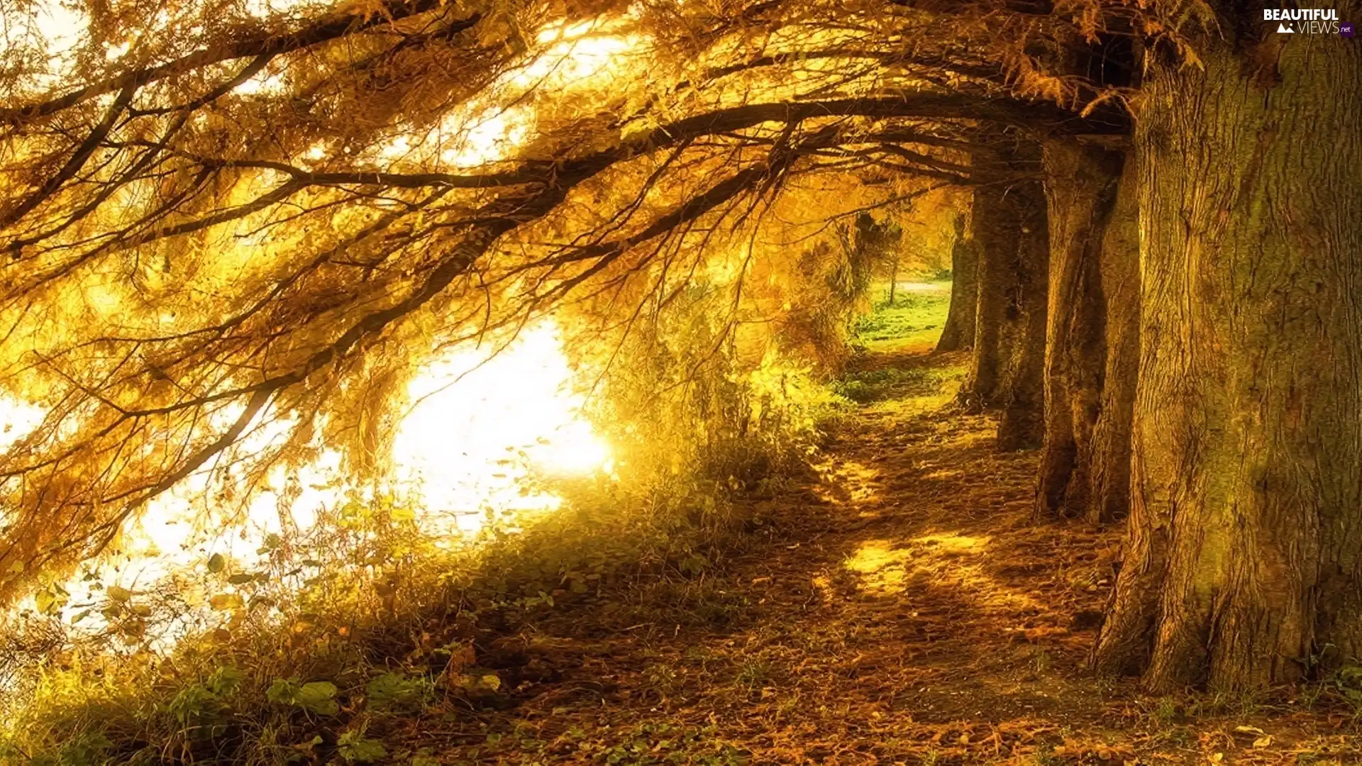 Path, trees, viewes