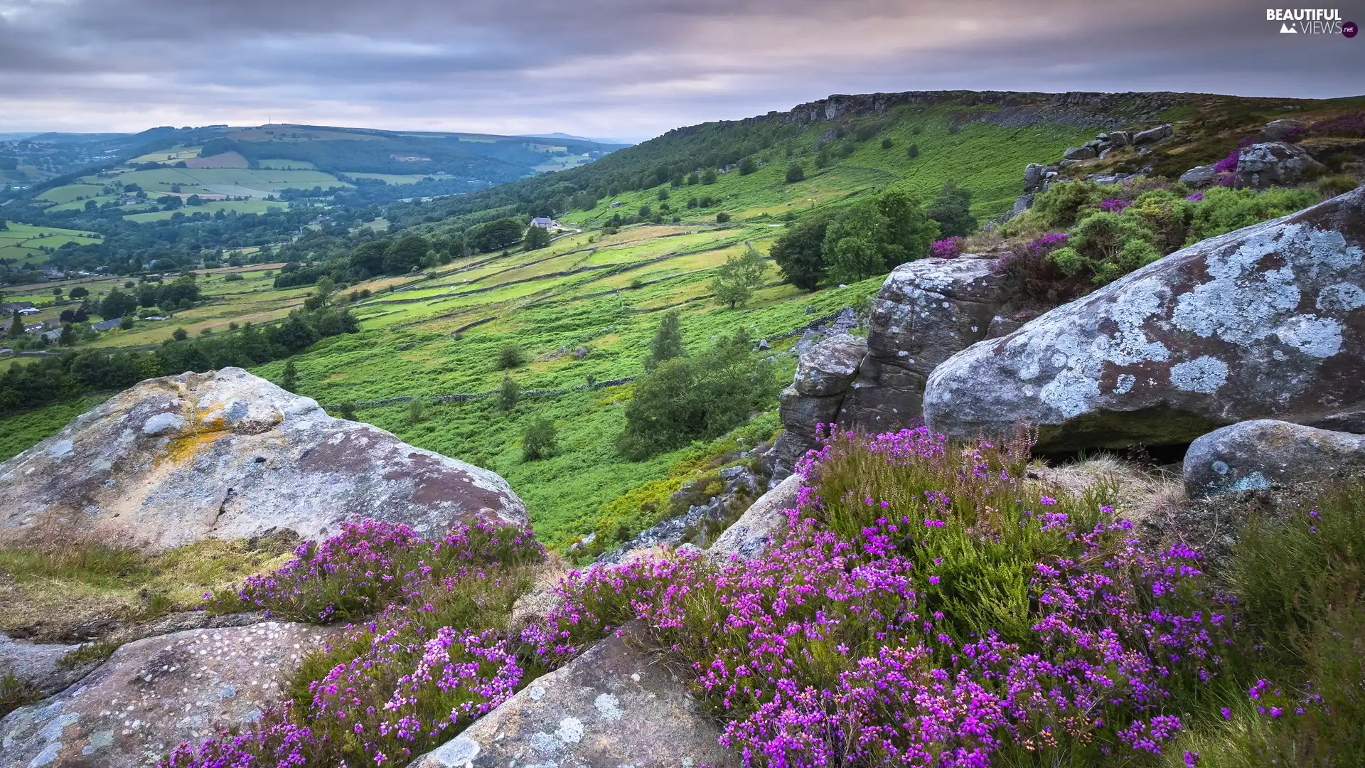 Peak District National Park, England, heathers, The Hills, rocks