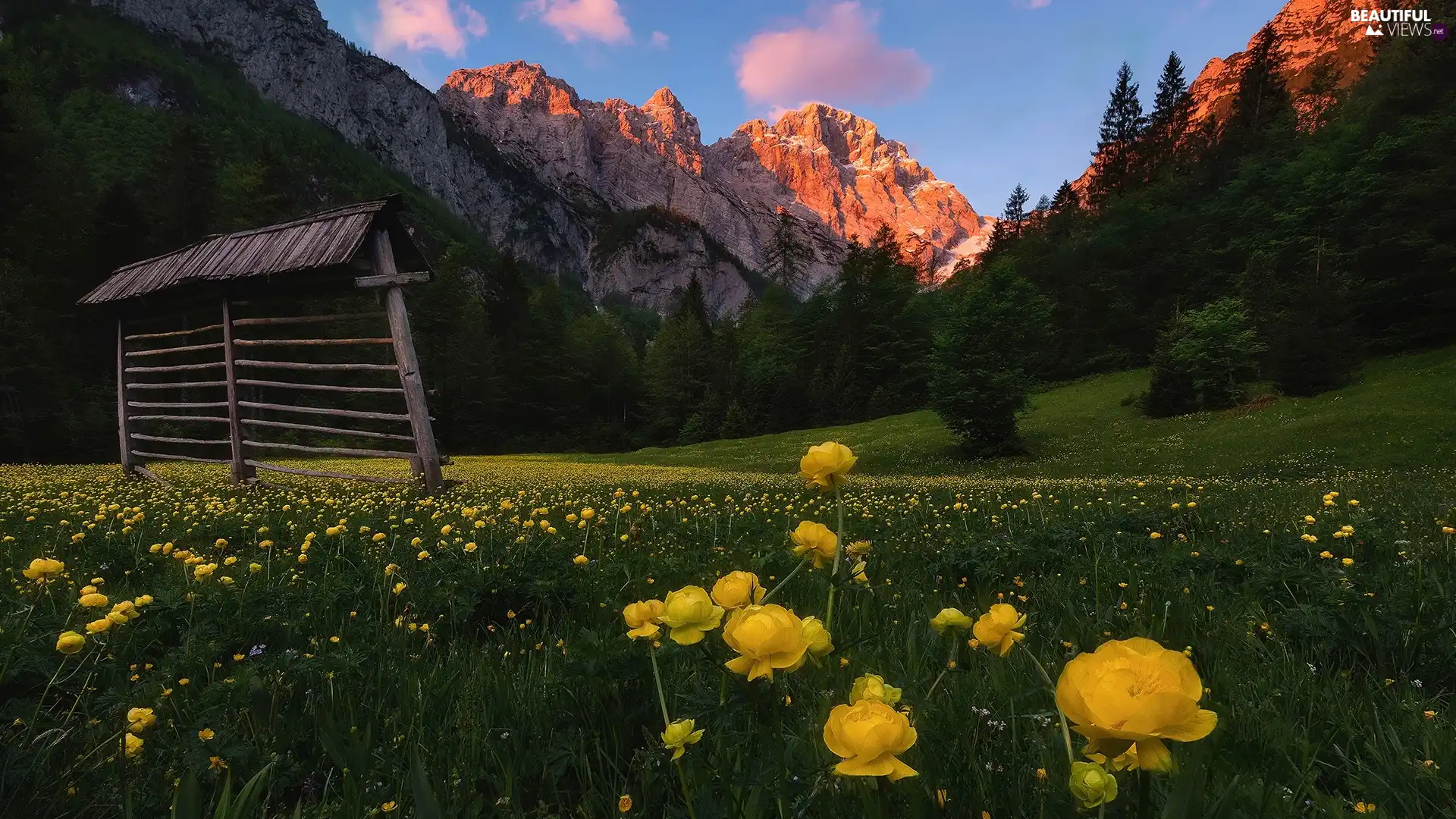 Meadow, illuminated, Flowers, peaks, Mountains, Yellow, Globeflower