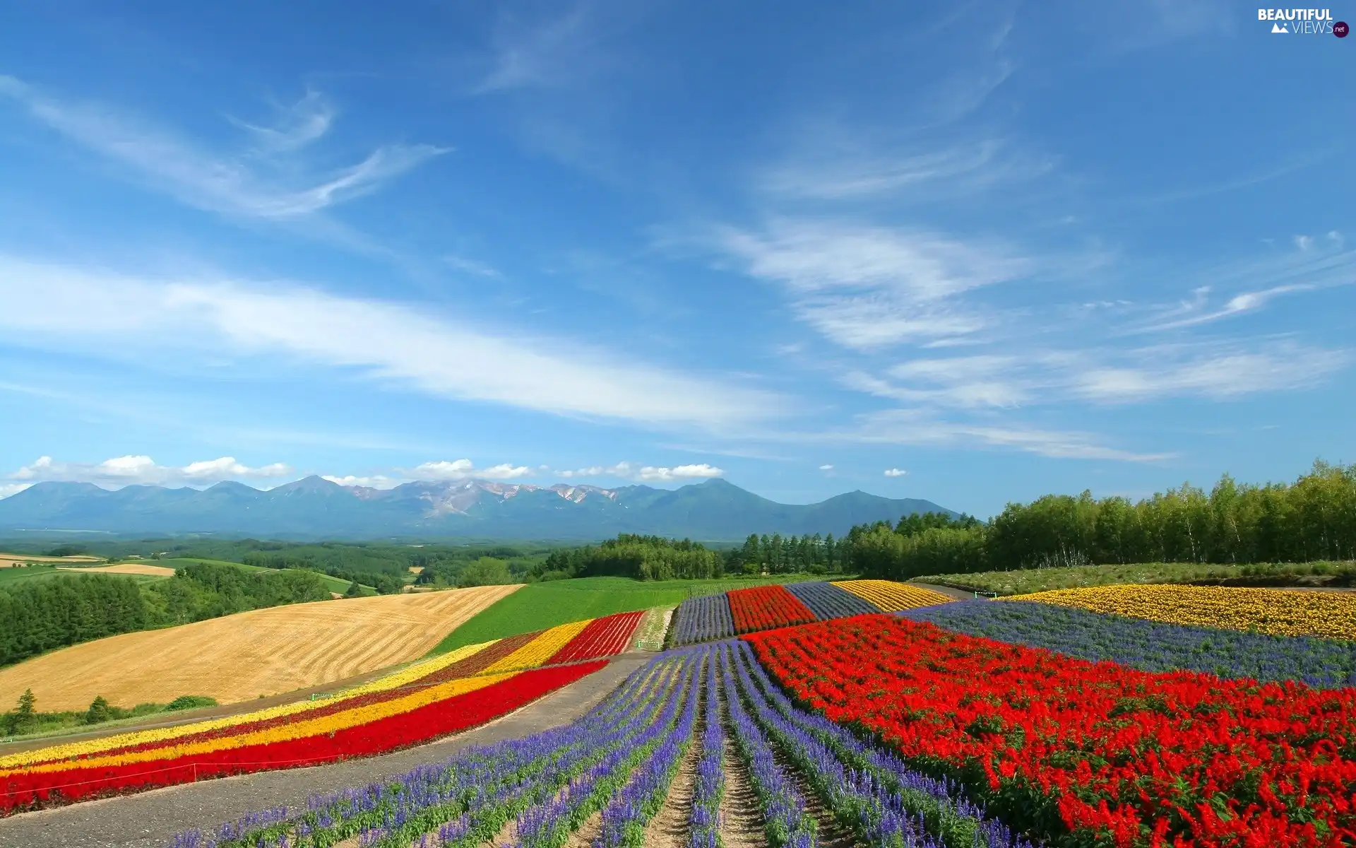 peaks, Mountains, Field, Flowers, color