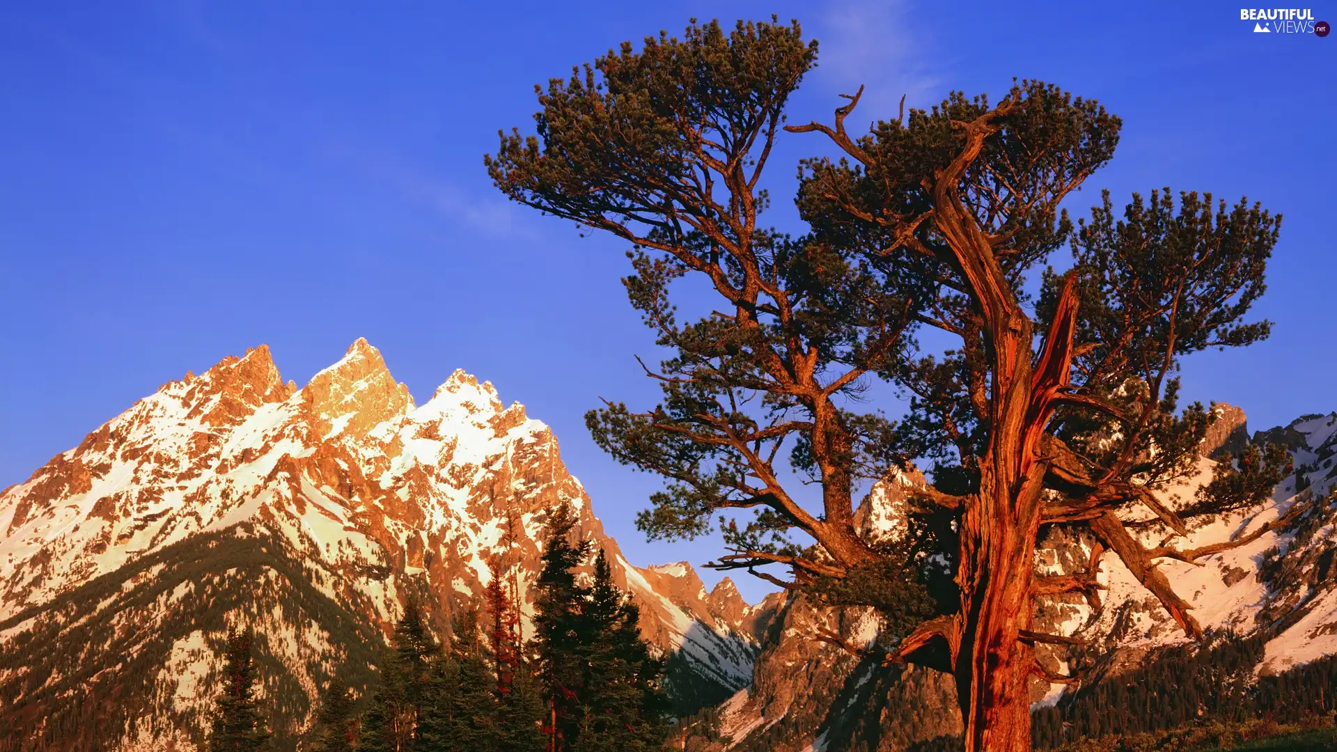 trees, Mountains, peaks, viewes