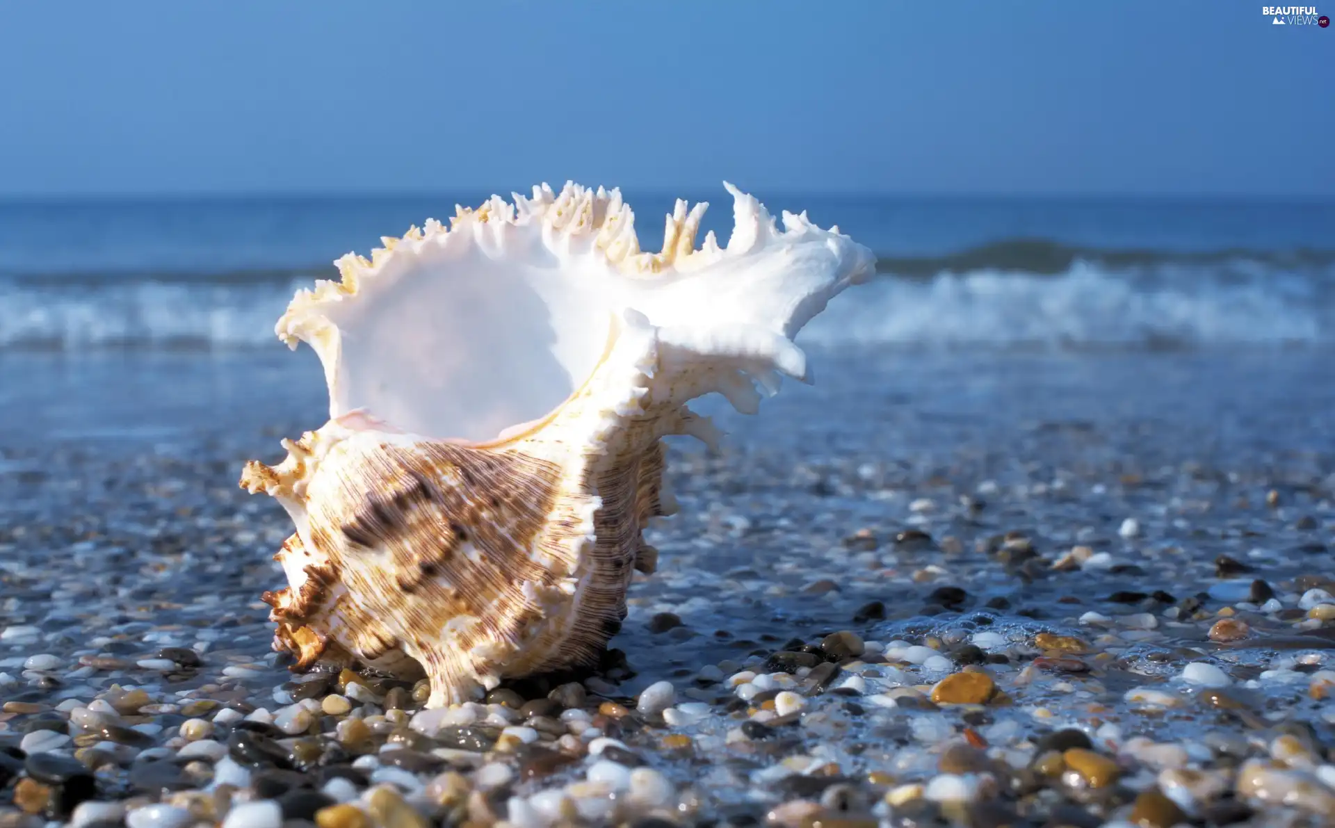 pebbles, shell, Beaches